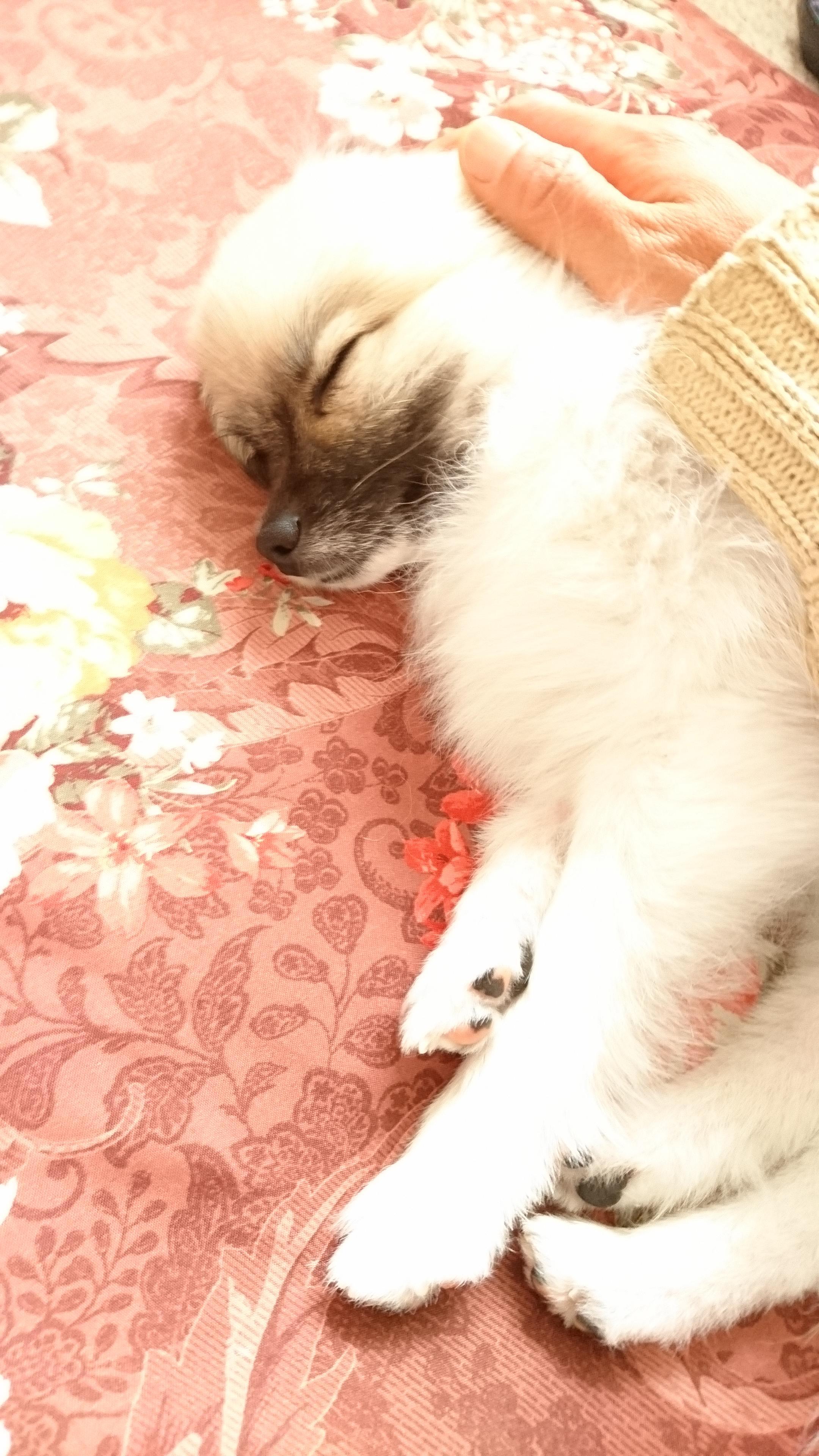 わんにゃんサイトの犬の写真