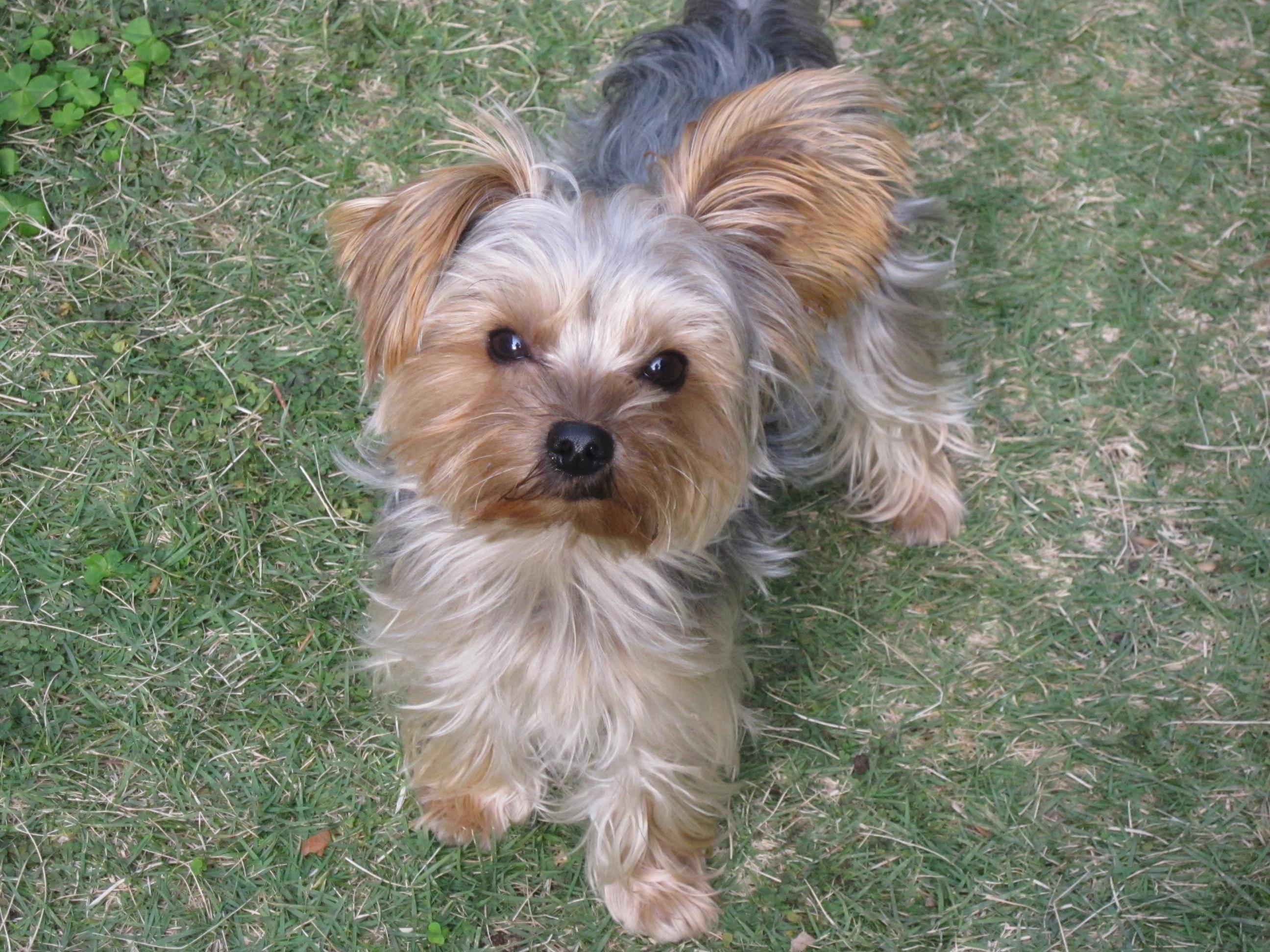 わんにゃんサイトの犬の写真