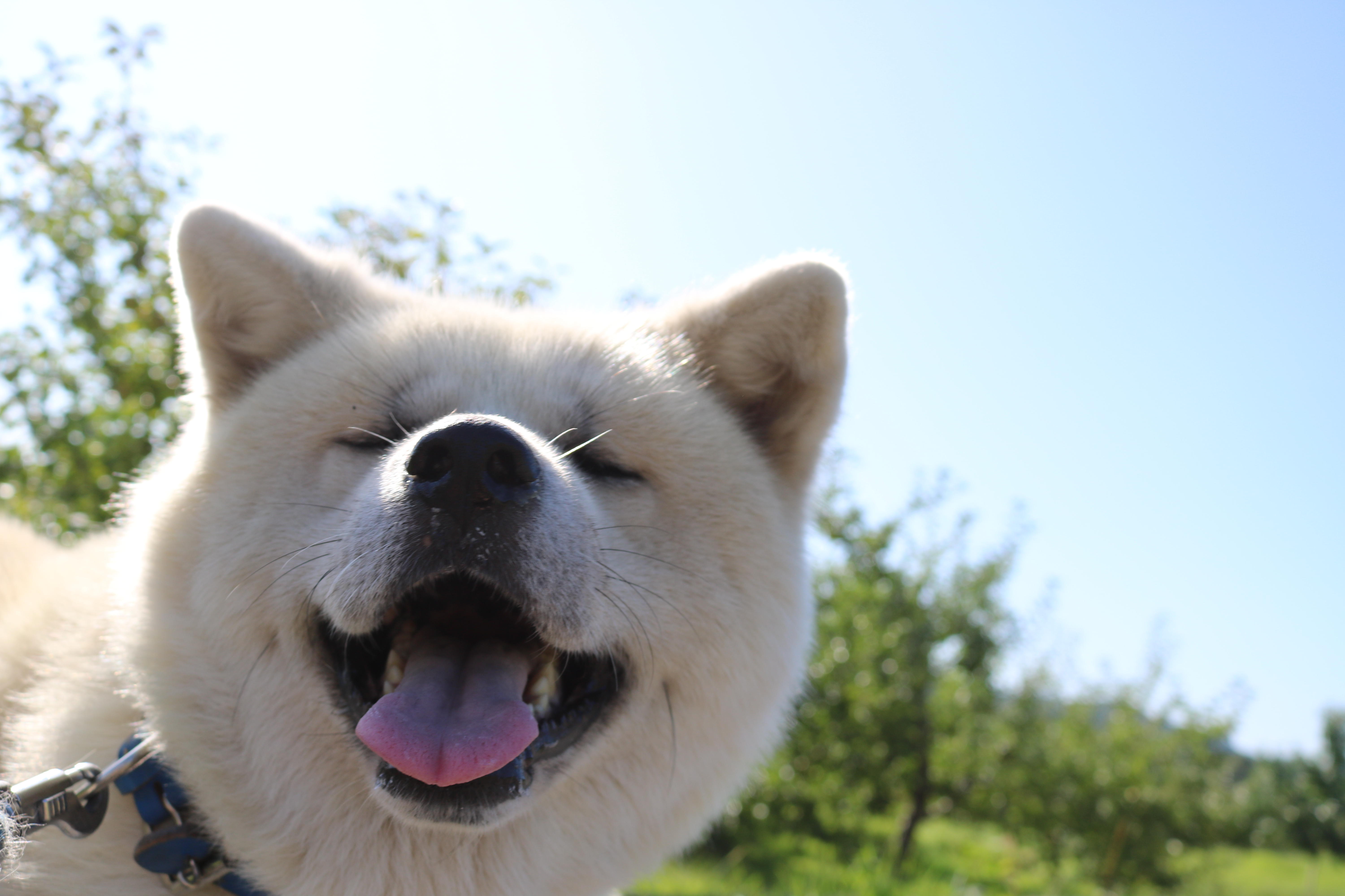 わんにゃんサイトの犬の写真