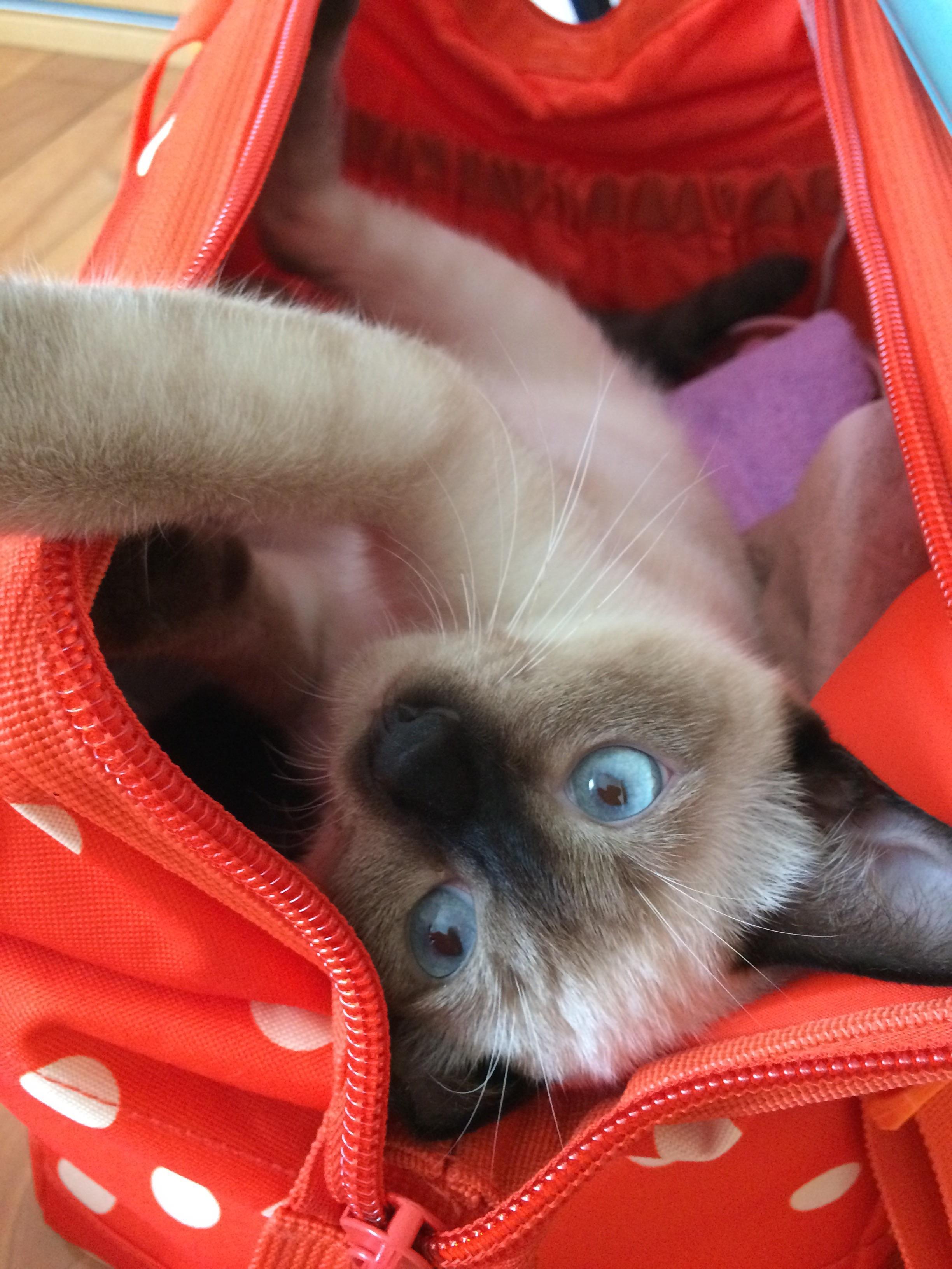 わんにゃんサイトの猫の写真