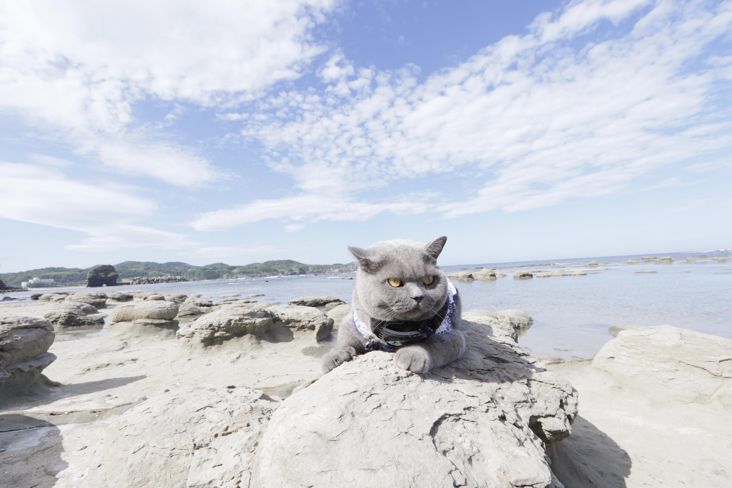 わんにゃんサイトの猫の写真