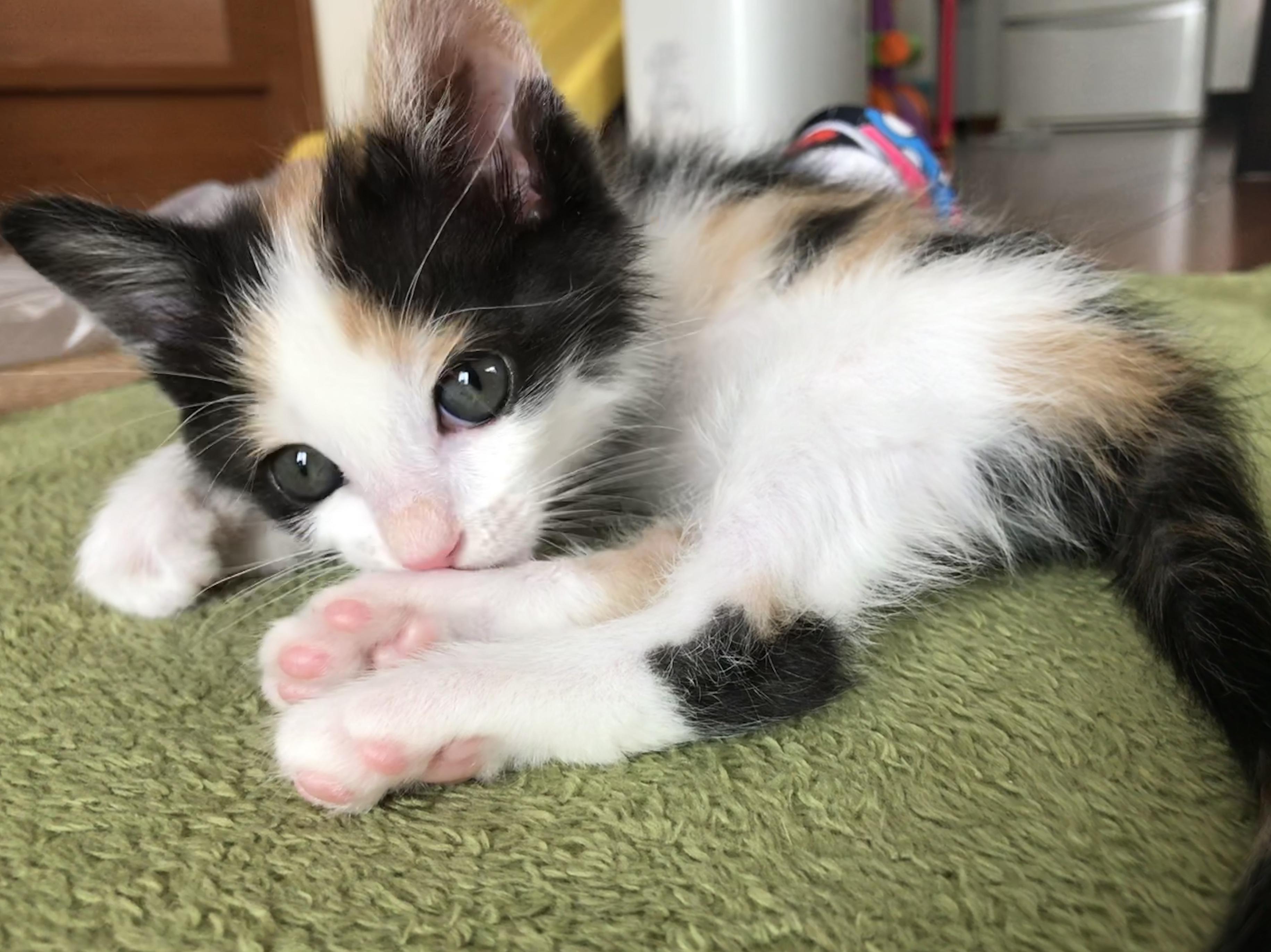 わんにゃんサイトの猫の写真