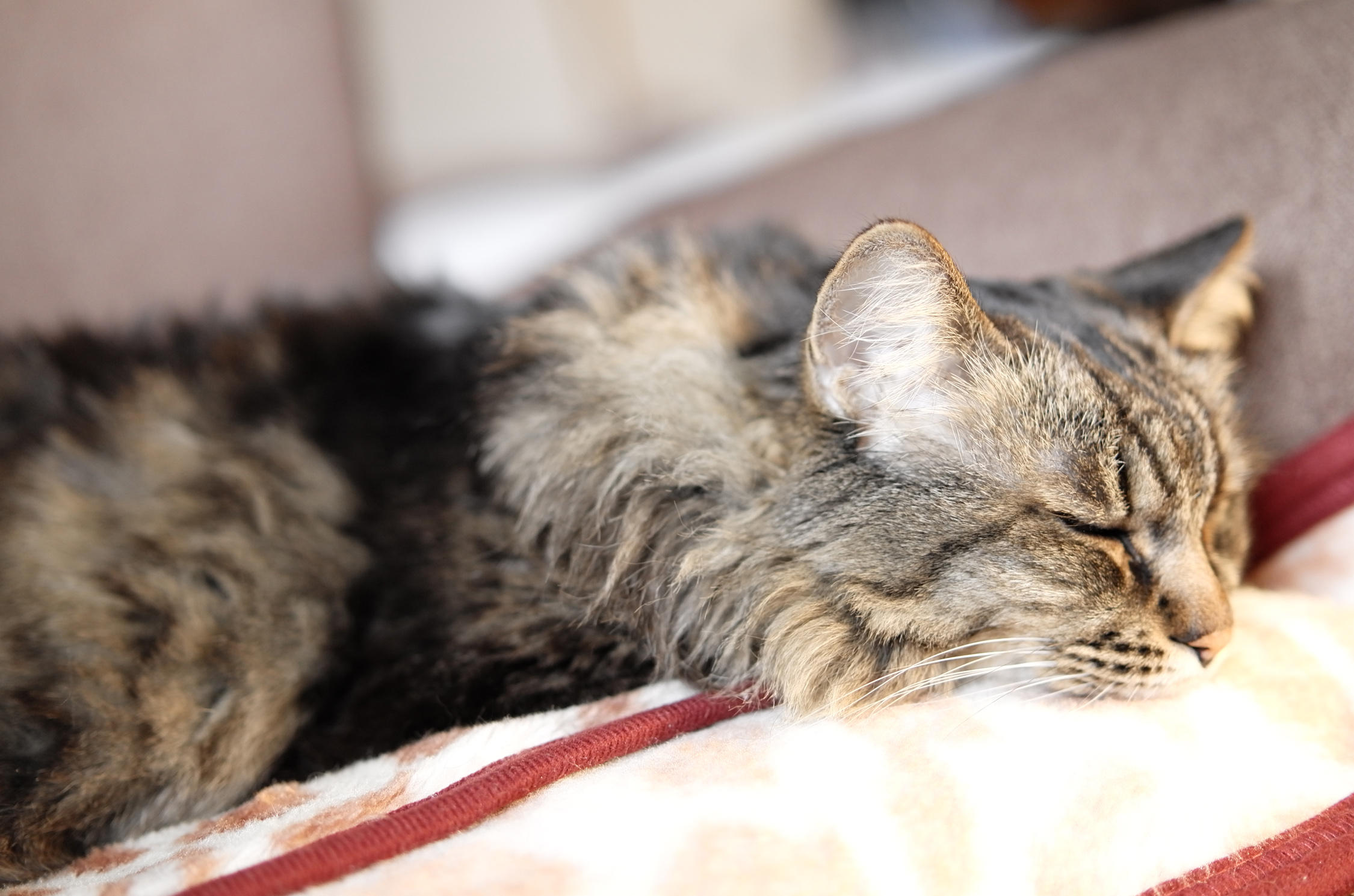 わんにゃんサイトの猫の写真