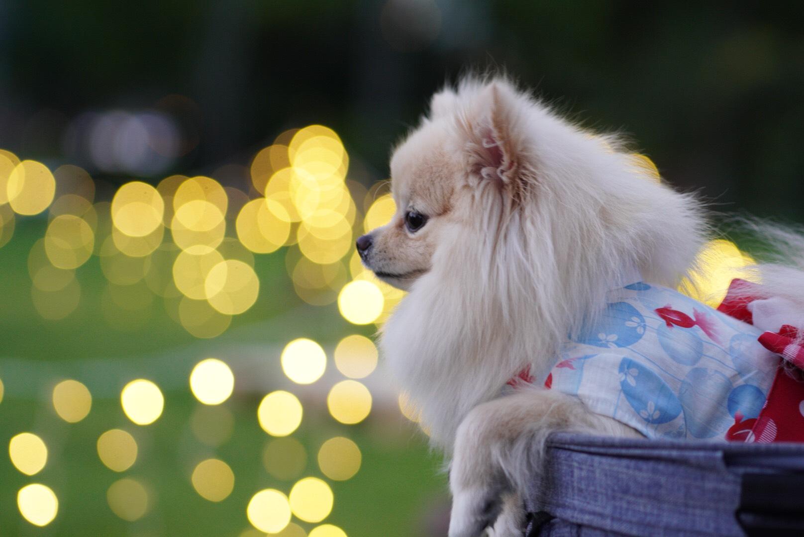 わんにゃんサイトの犬の写真