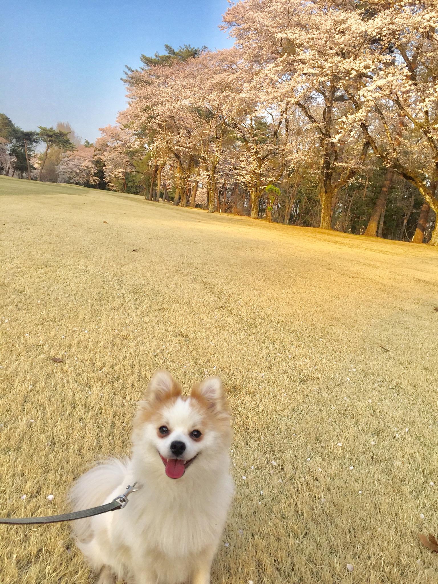 わんにゃんサイトの犬の写真