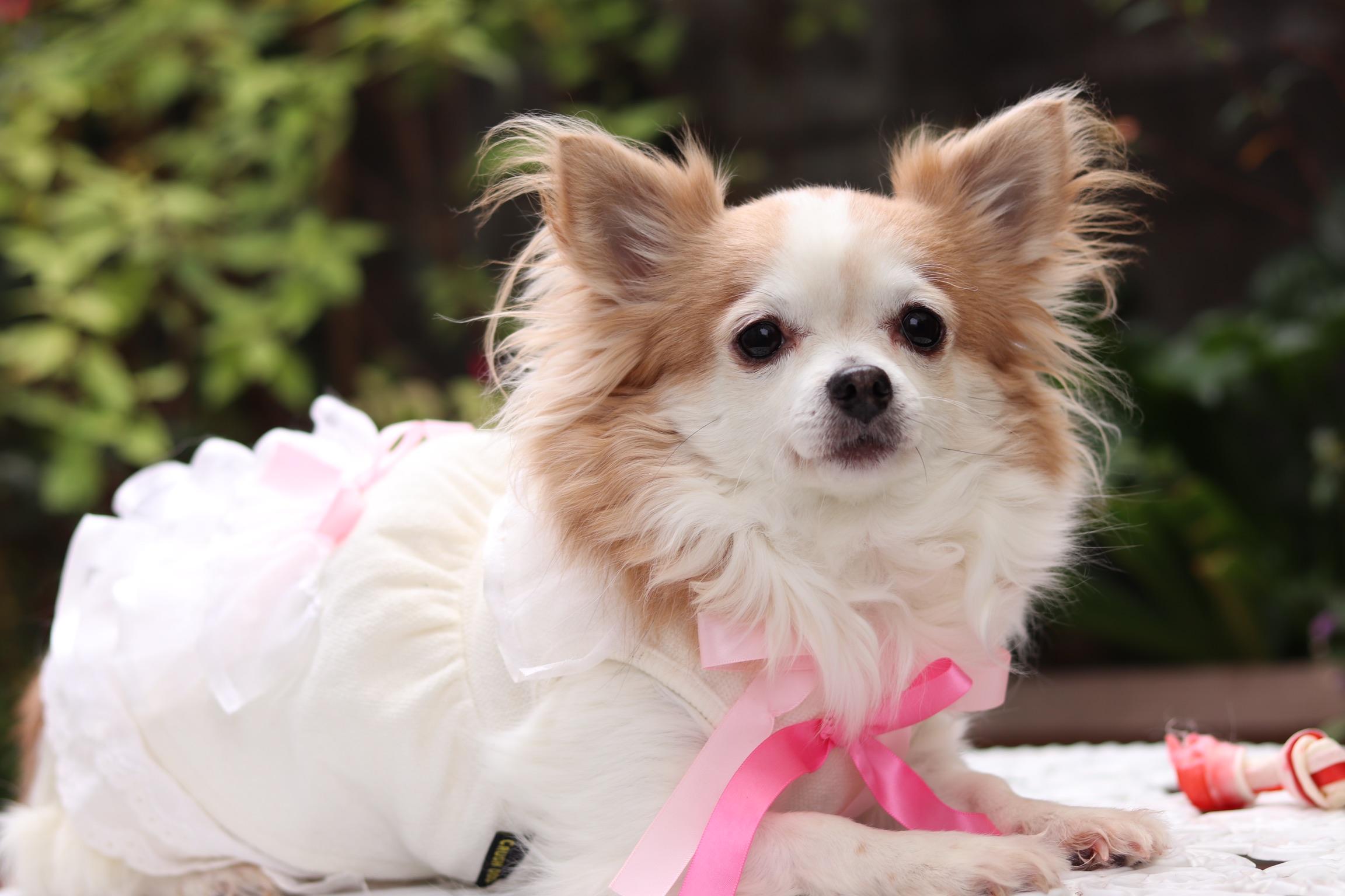 わんにゃんサイトの犬の写真