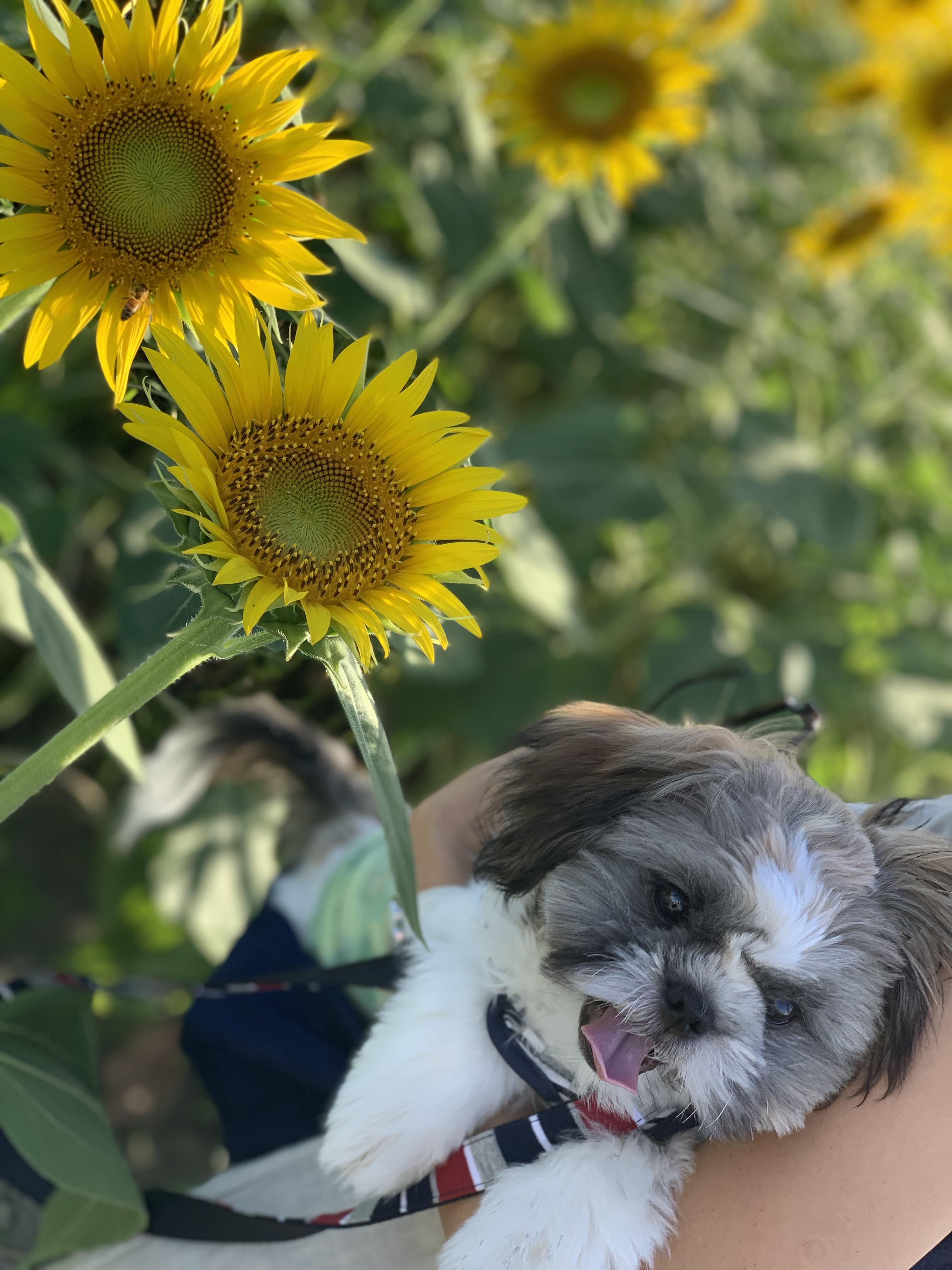 わんにゃんサイトの犬の写真