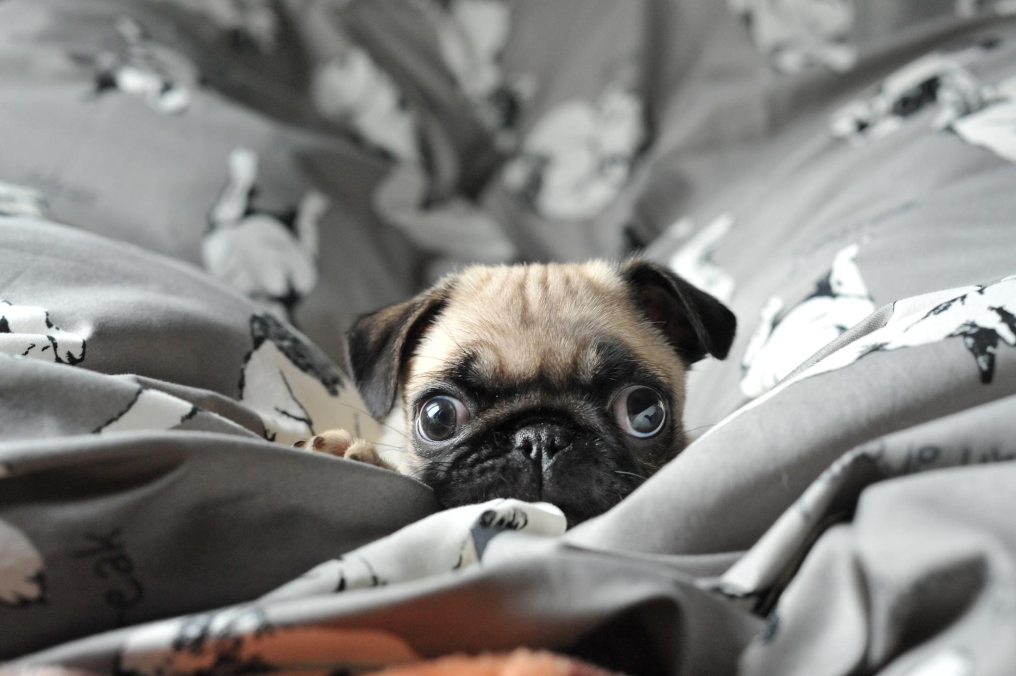 わんにゃんサイトの犬の写真