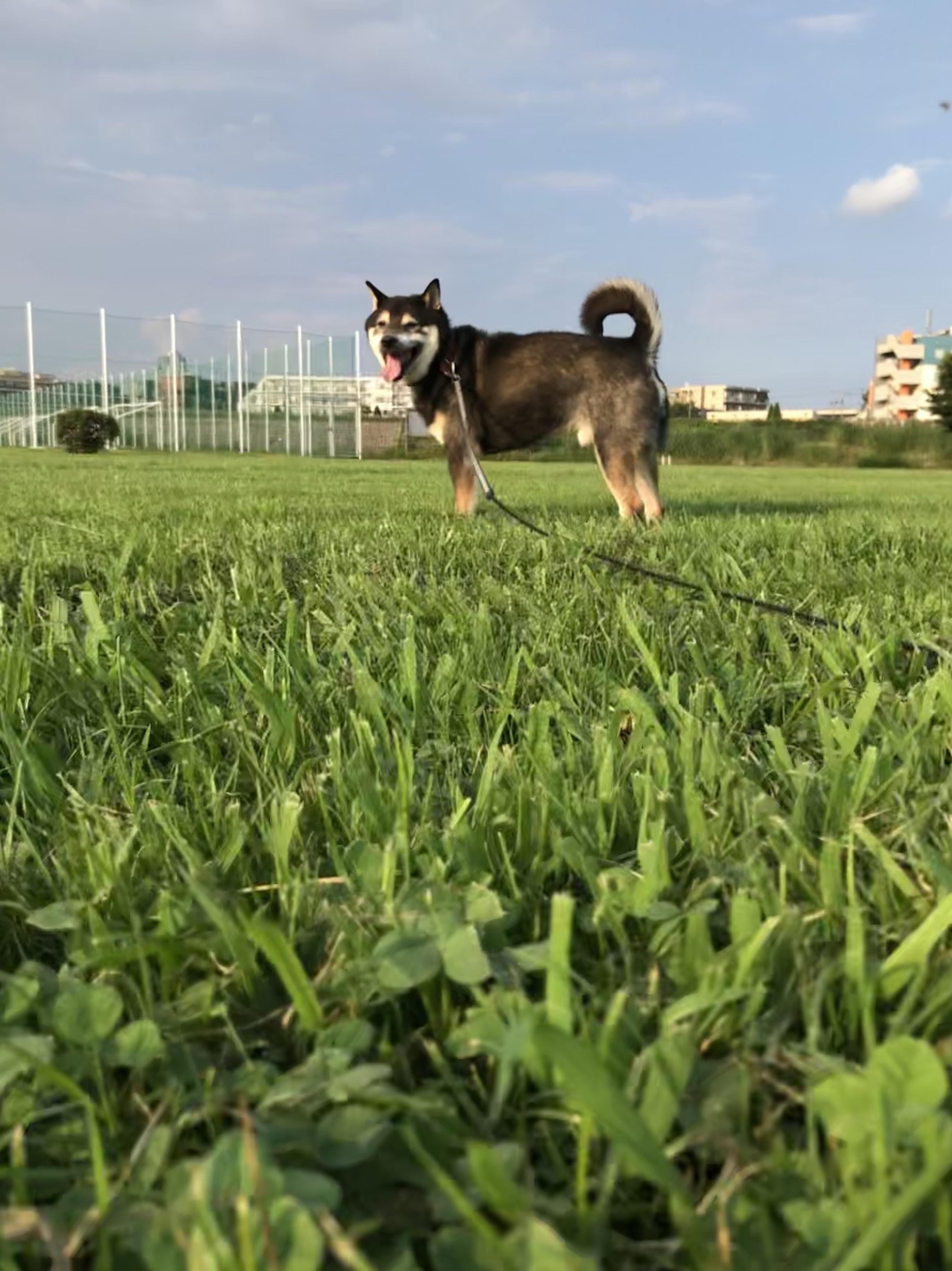 わんにゃんサイトの犬の写真