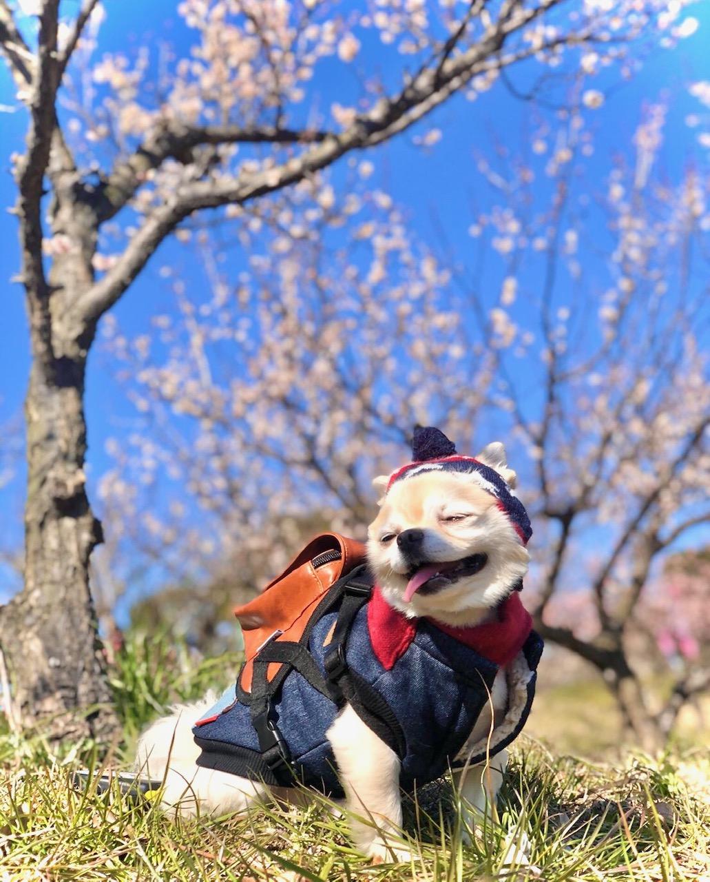 わんにゃんサイトの犬の写真