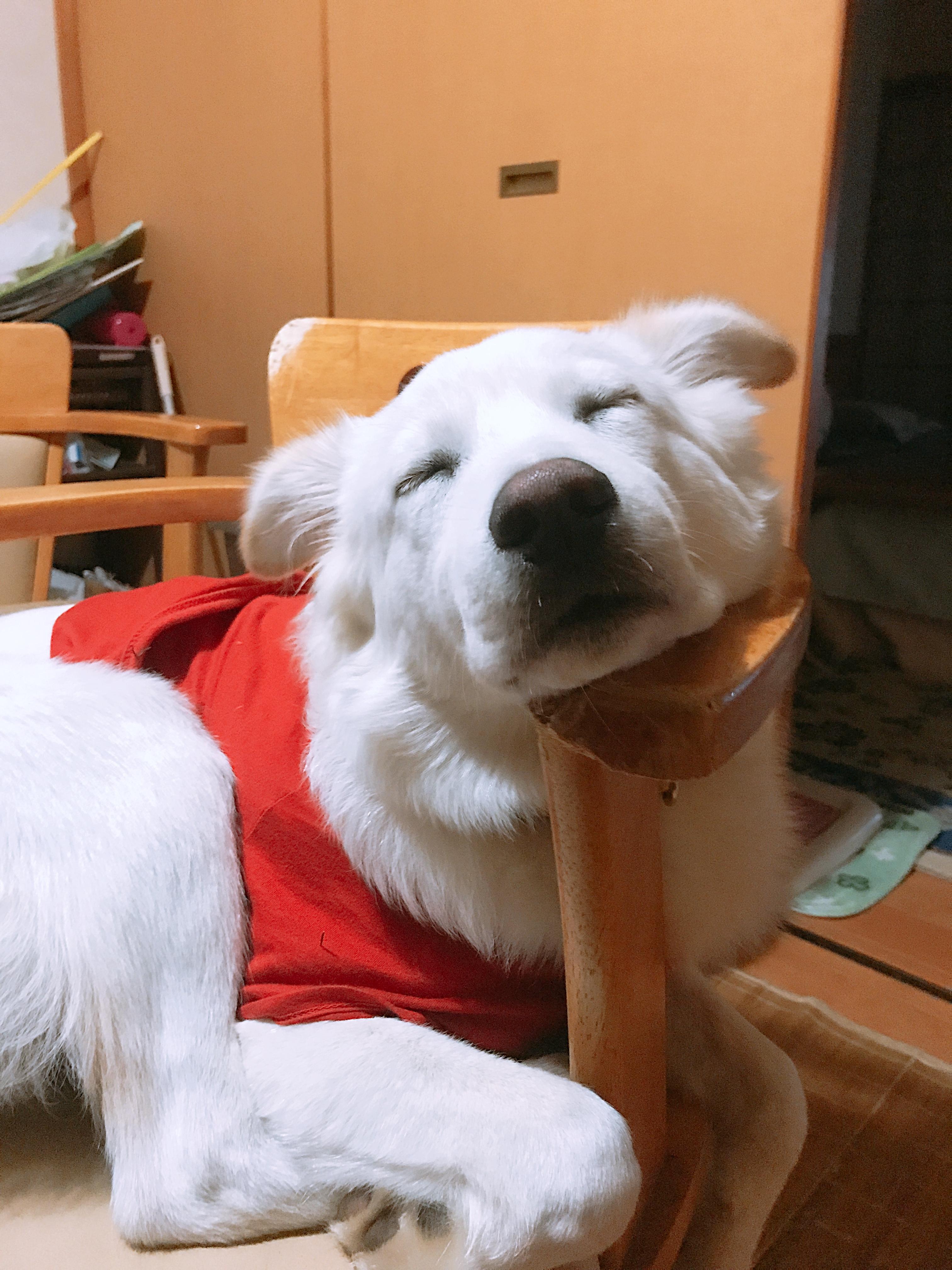 わんにゃんサイトの犬の写真