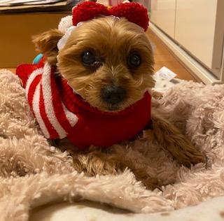 わんにゃんサイトの犬の写真