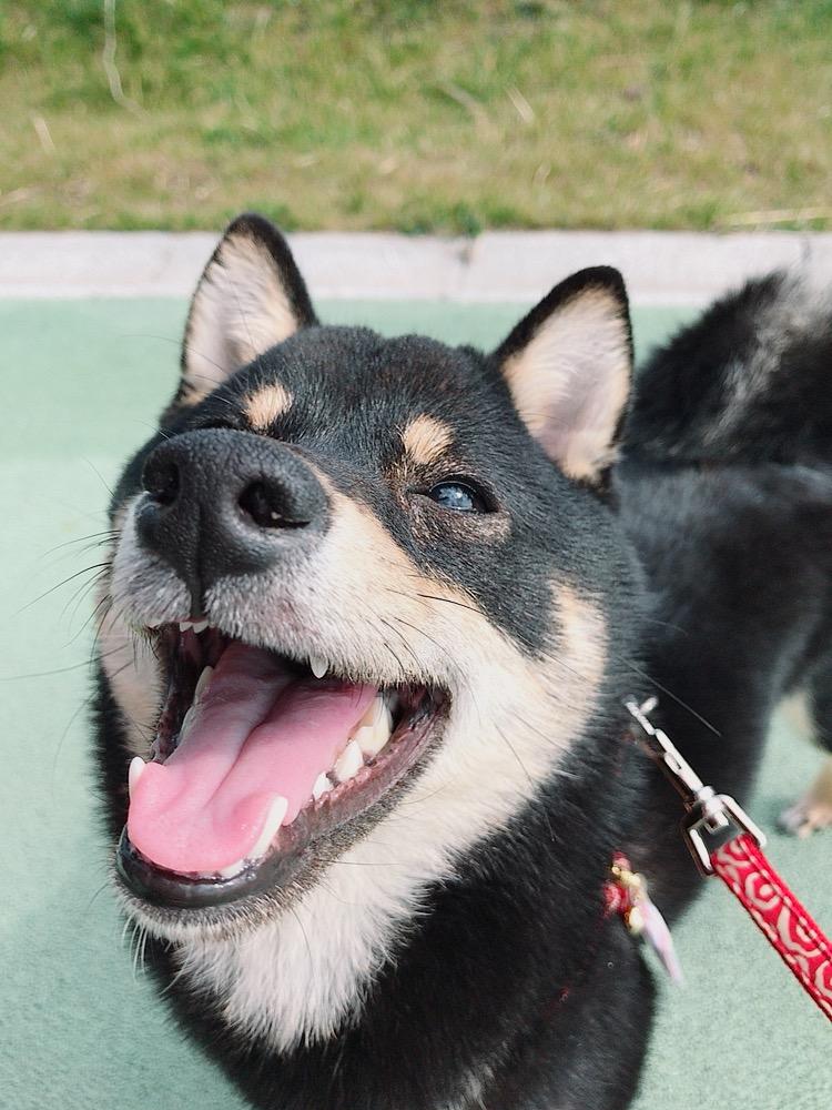 わんにゃんサイトの犬の写真