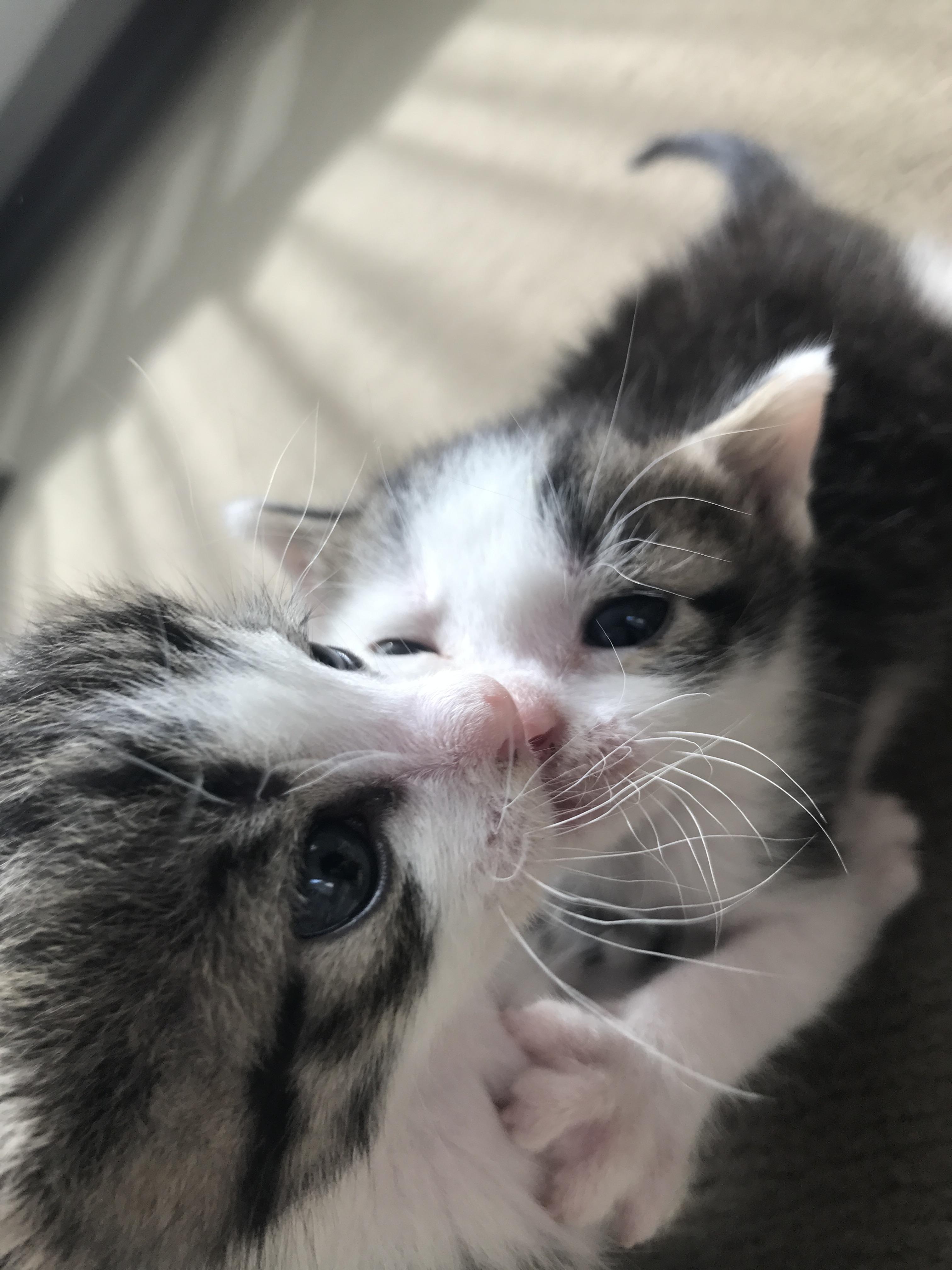 わんにゃんサイトの猫の写真