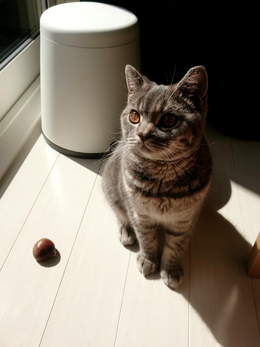 わんにゃんサイトの猫の写真