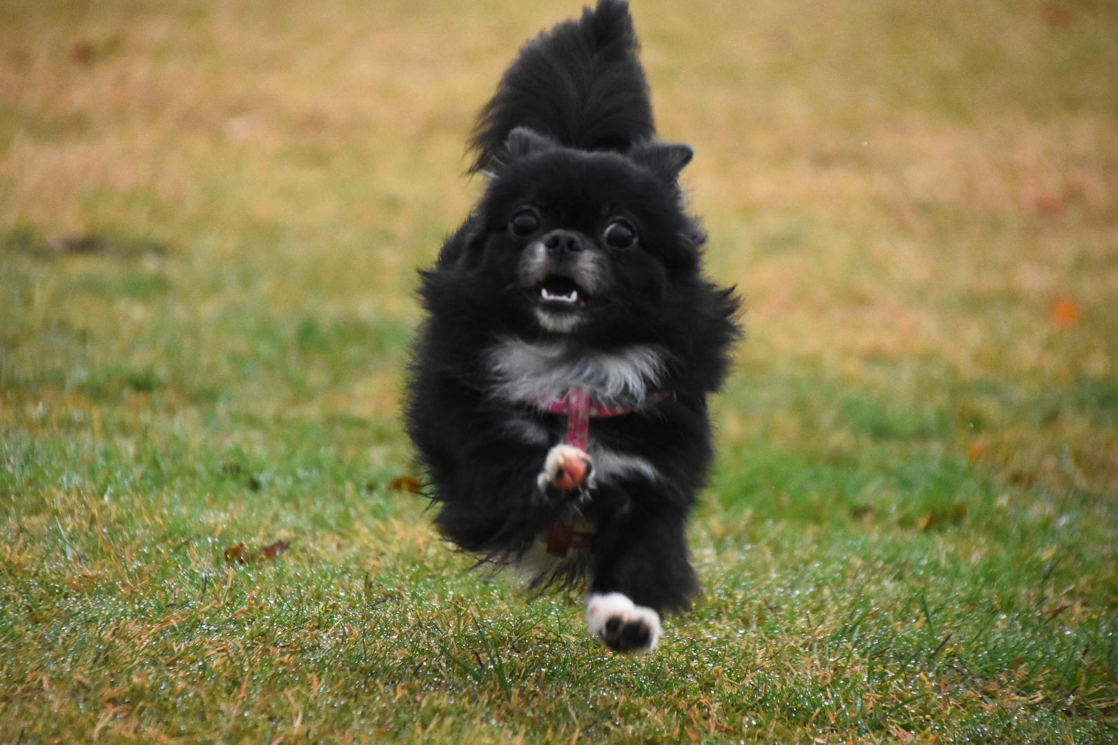 わんにゃんサイトの犬の写真