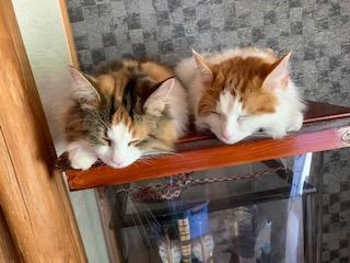 わんにゃんサイトの猫の写真