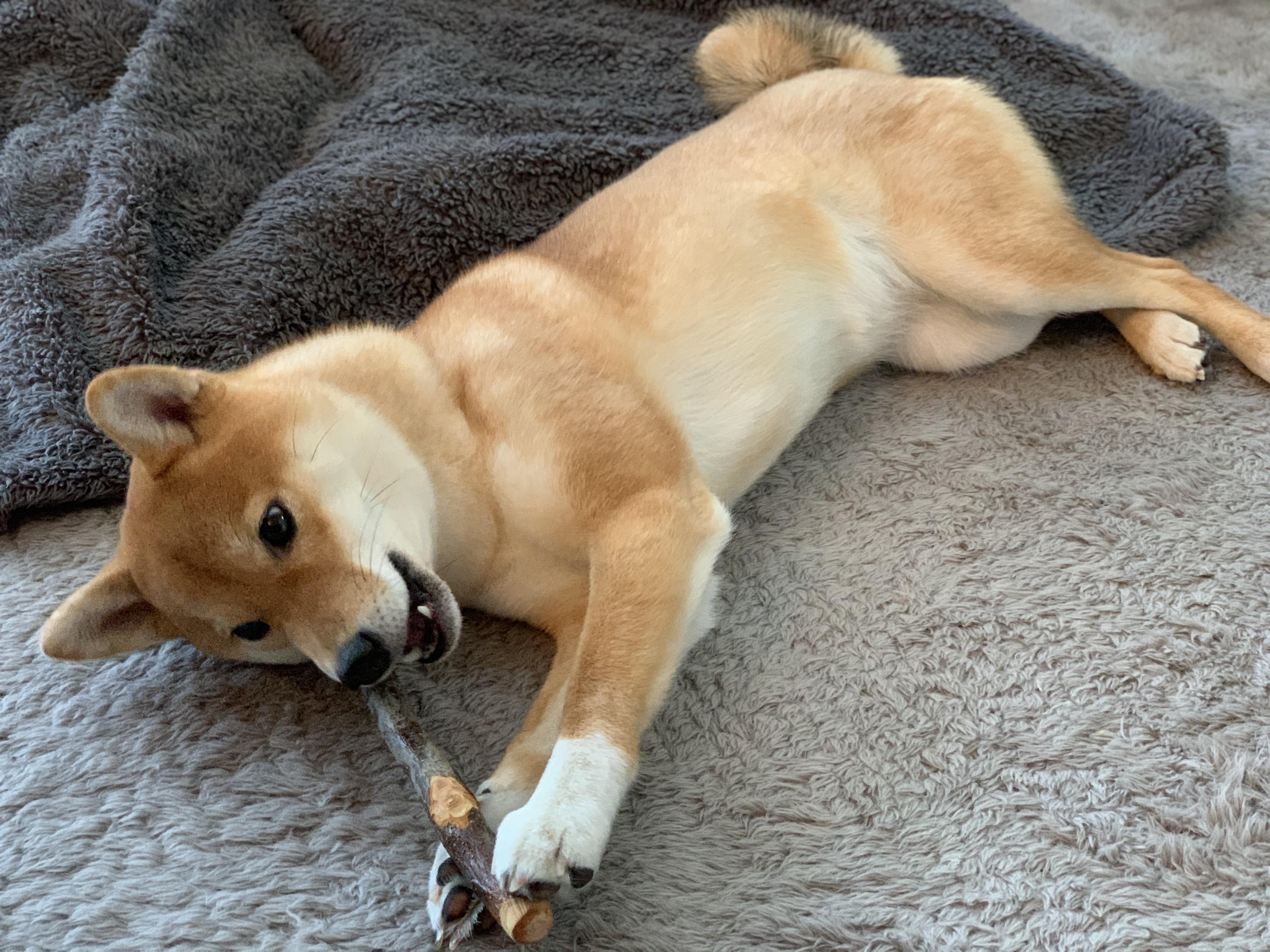 わんにゃんサイトの犬の写真