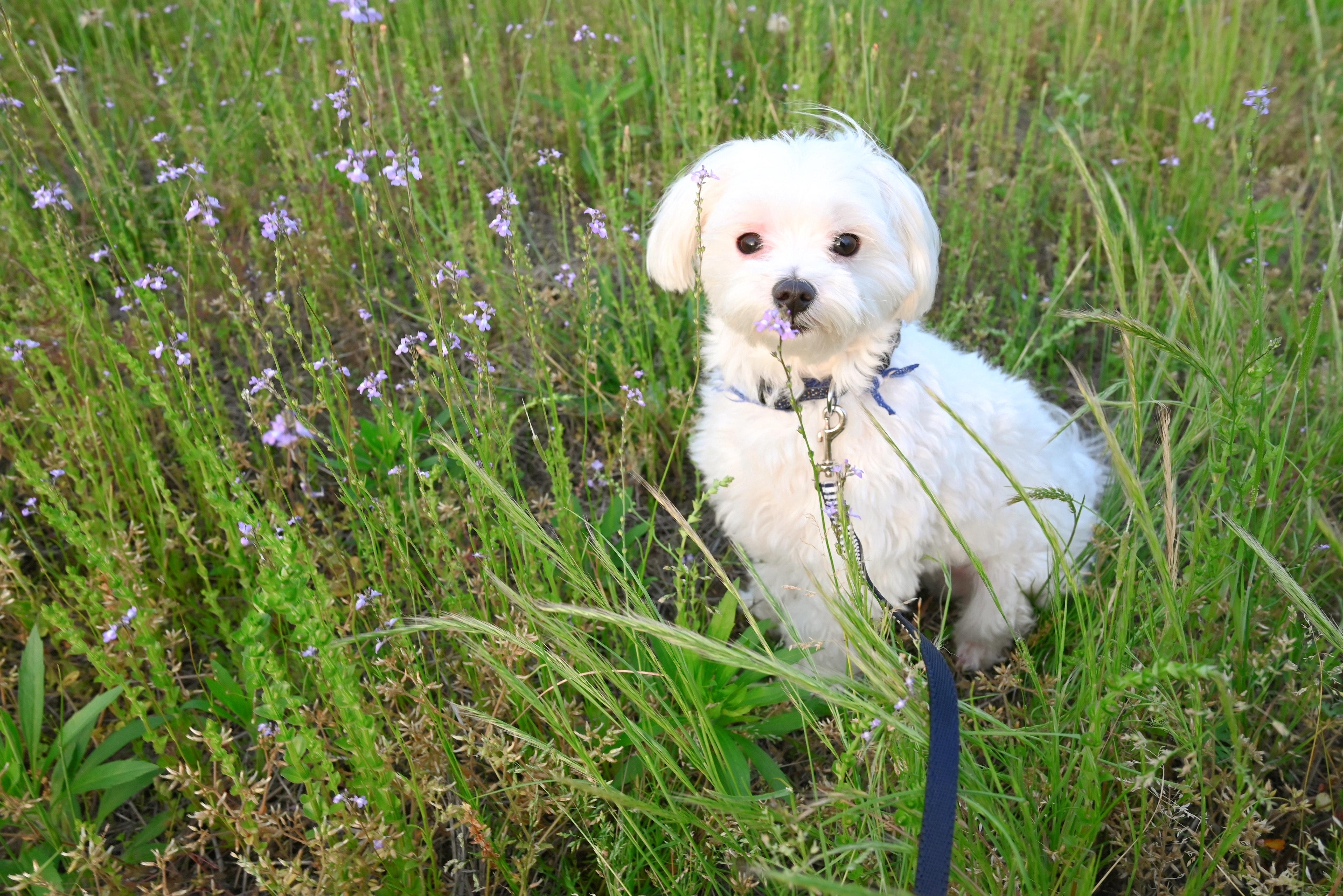 わんにゃんサイトの犬の写真