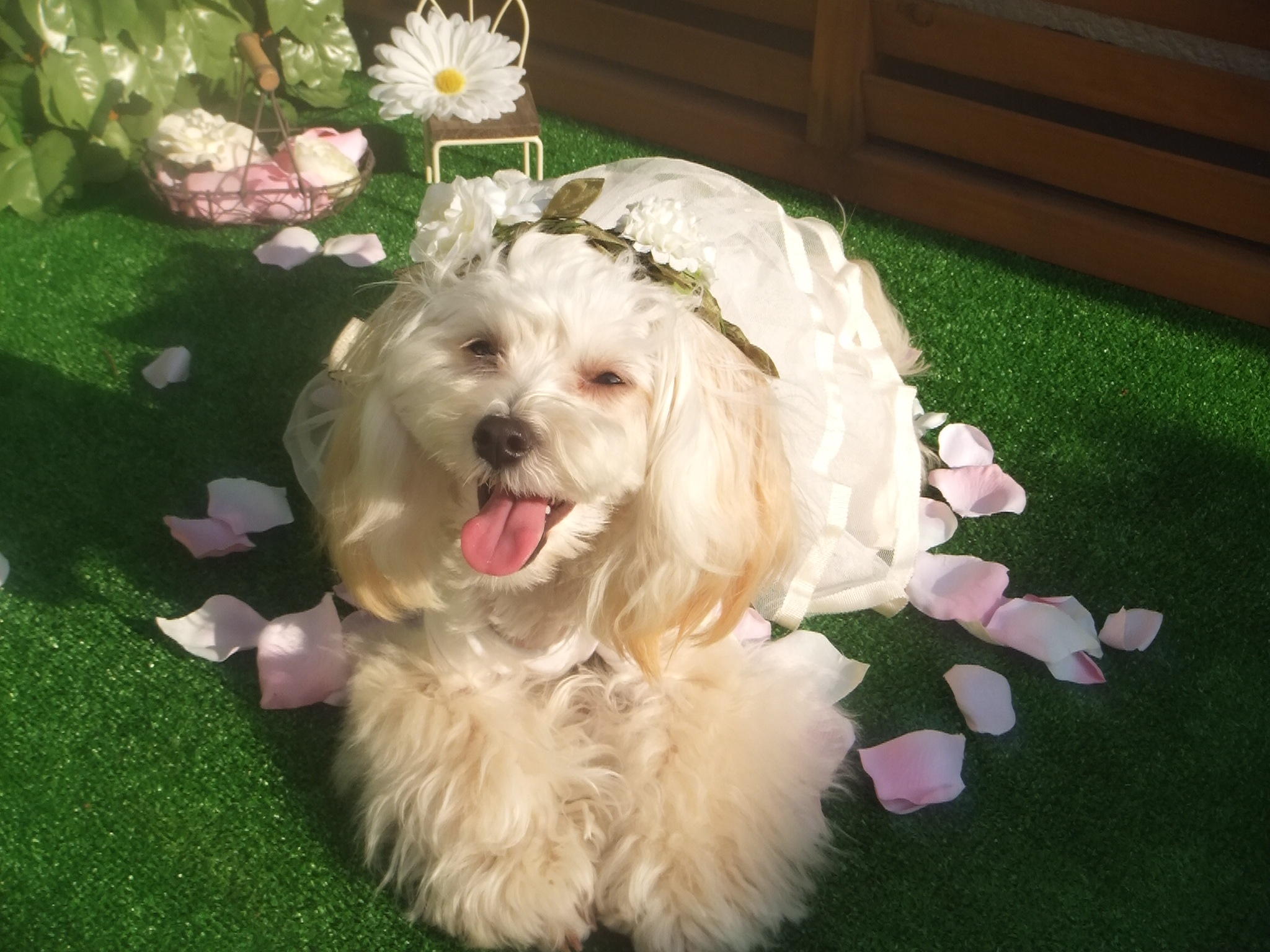 わんにゃんサイトの犬の写真