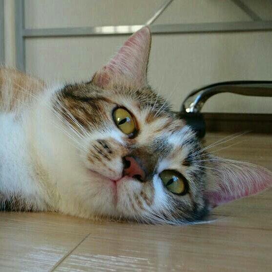 わんにゃんサイトの猫の写真