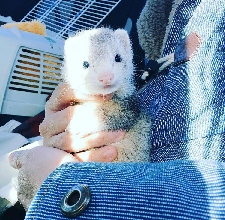 わんにゃんサイトのその他の写真