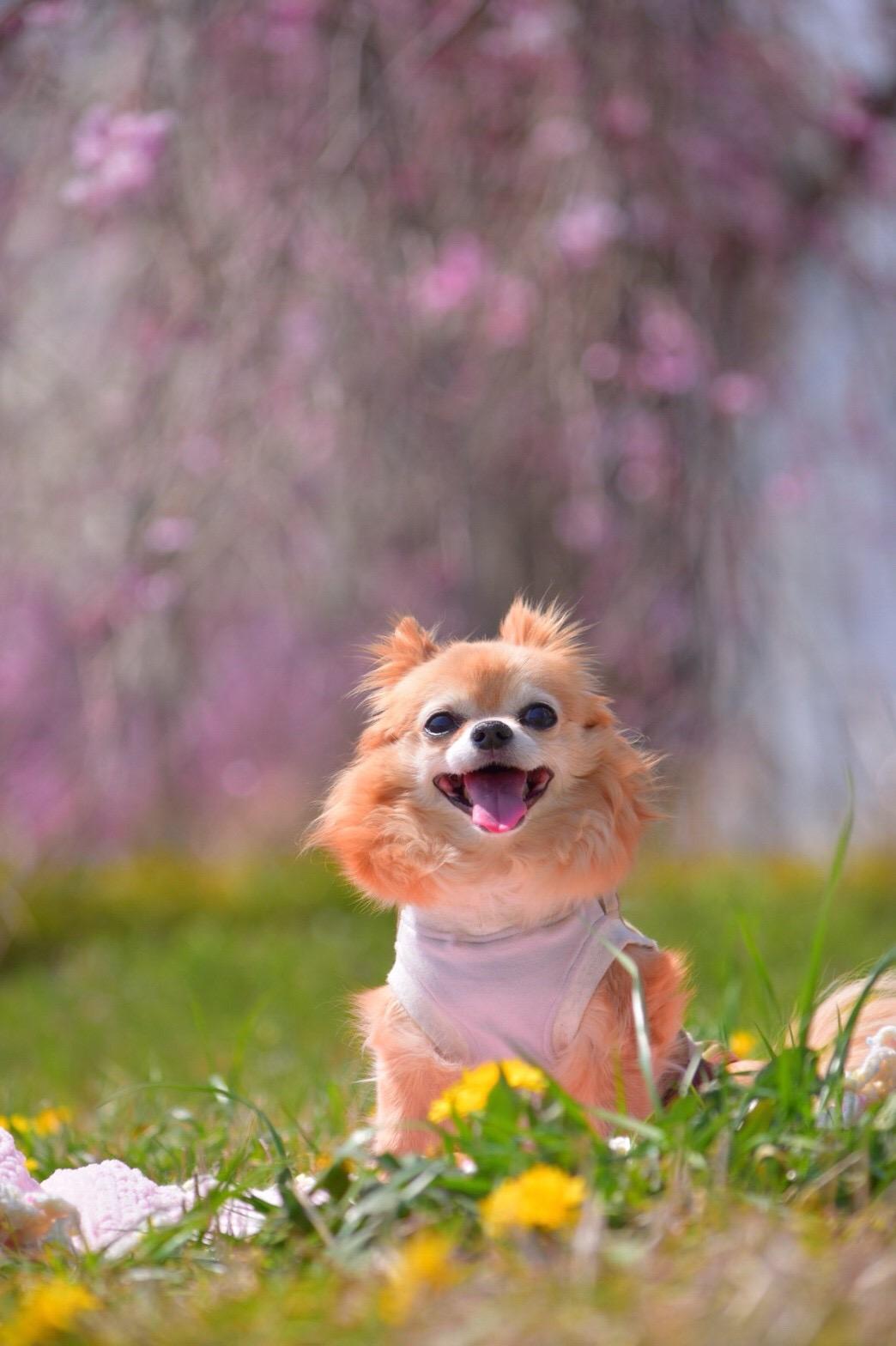 わんにゃんサイトの犬の写真