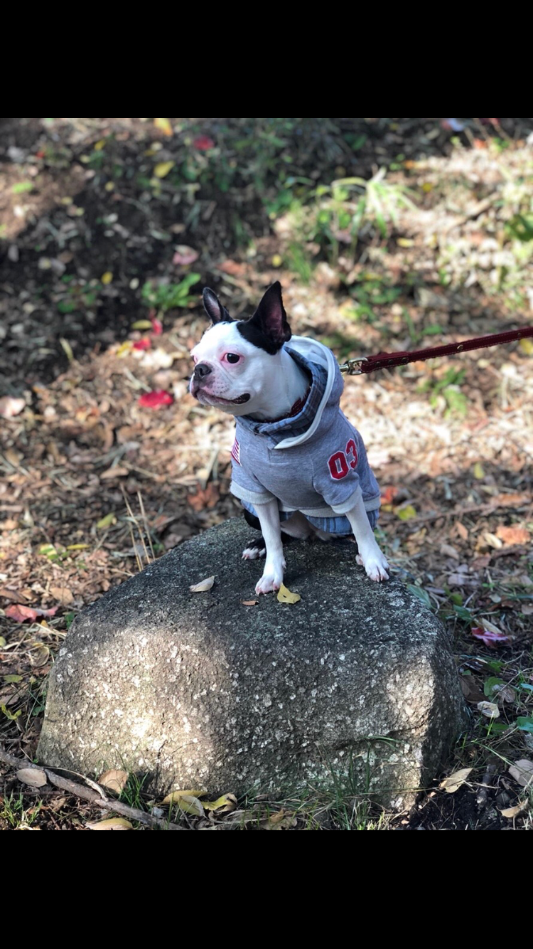 わんにゃんサイトの犬の写真