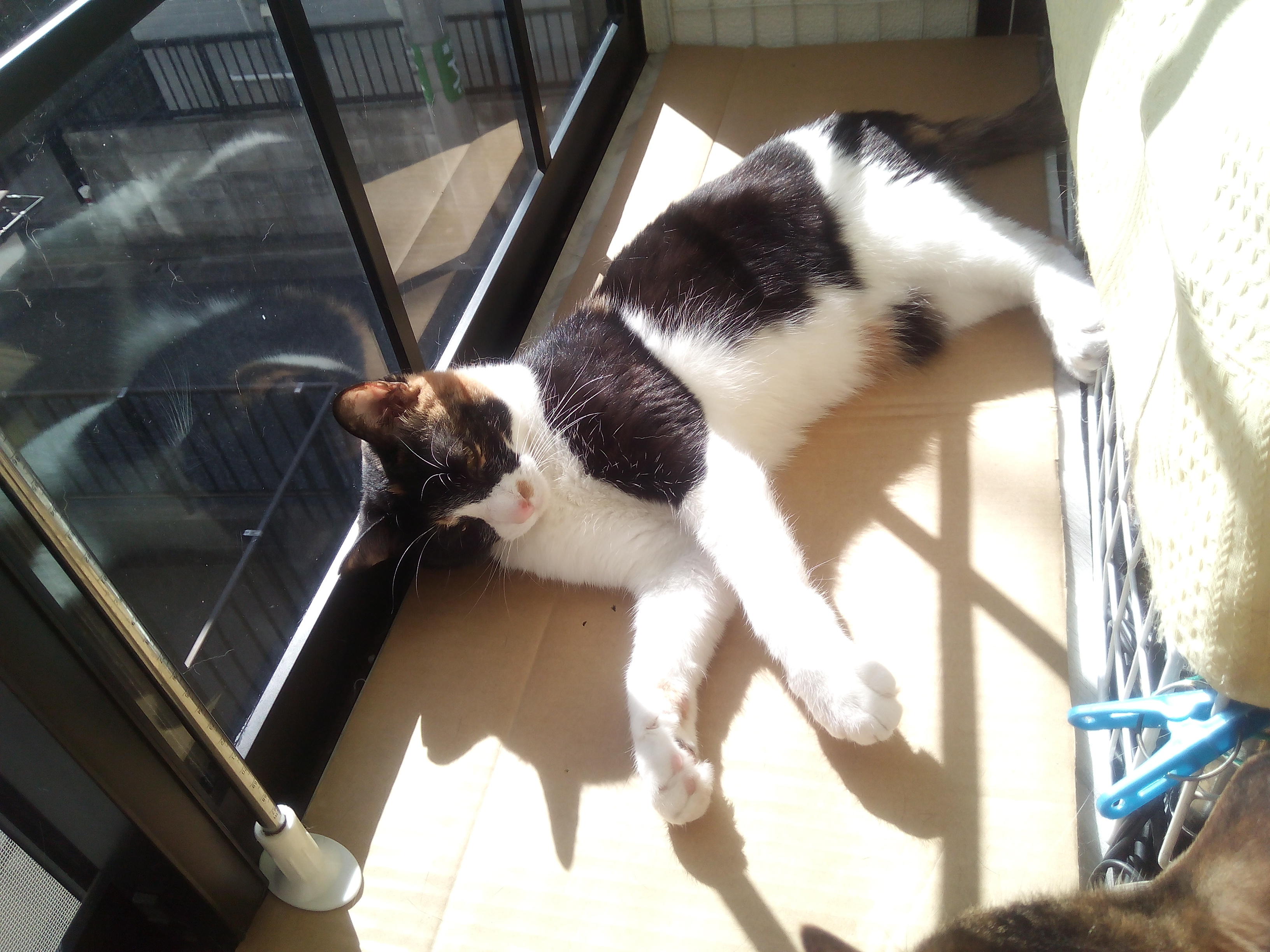 わんにゃんサイトの猫の写真