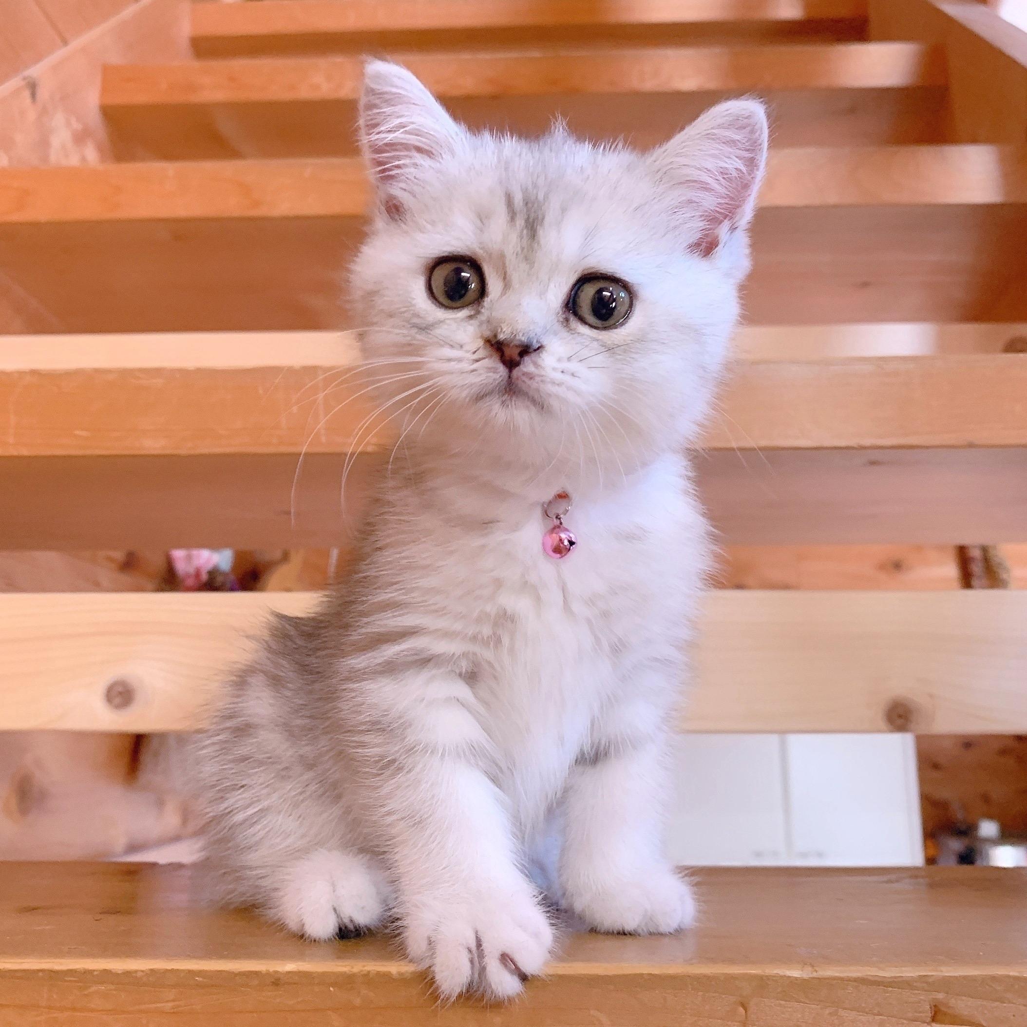 わんにゃんサイトの猫の写真