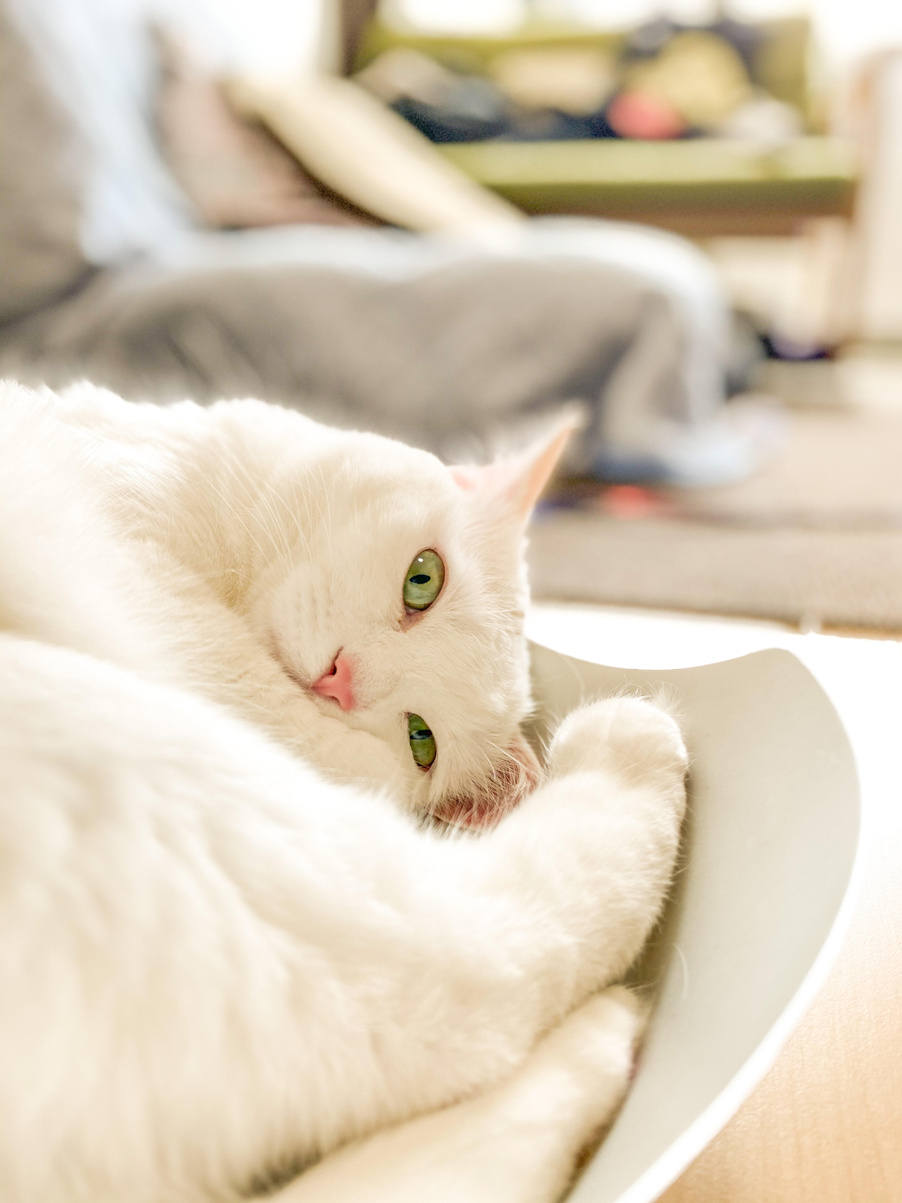 わんにゃんサイトの猫の写真