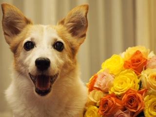 わんにゃんサイトの犬の写真