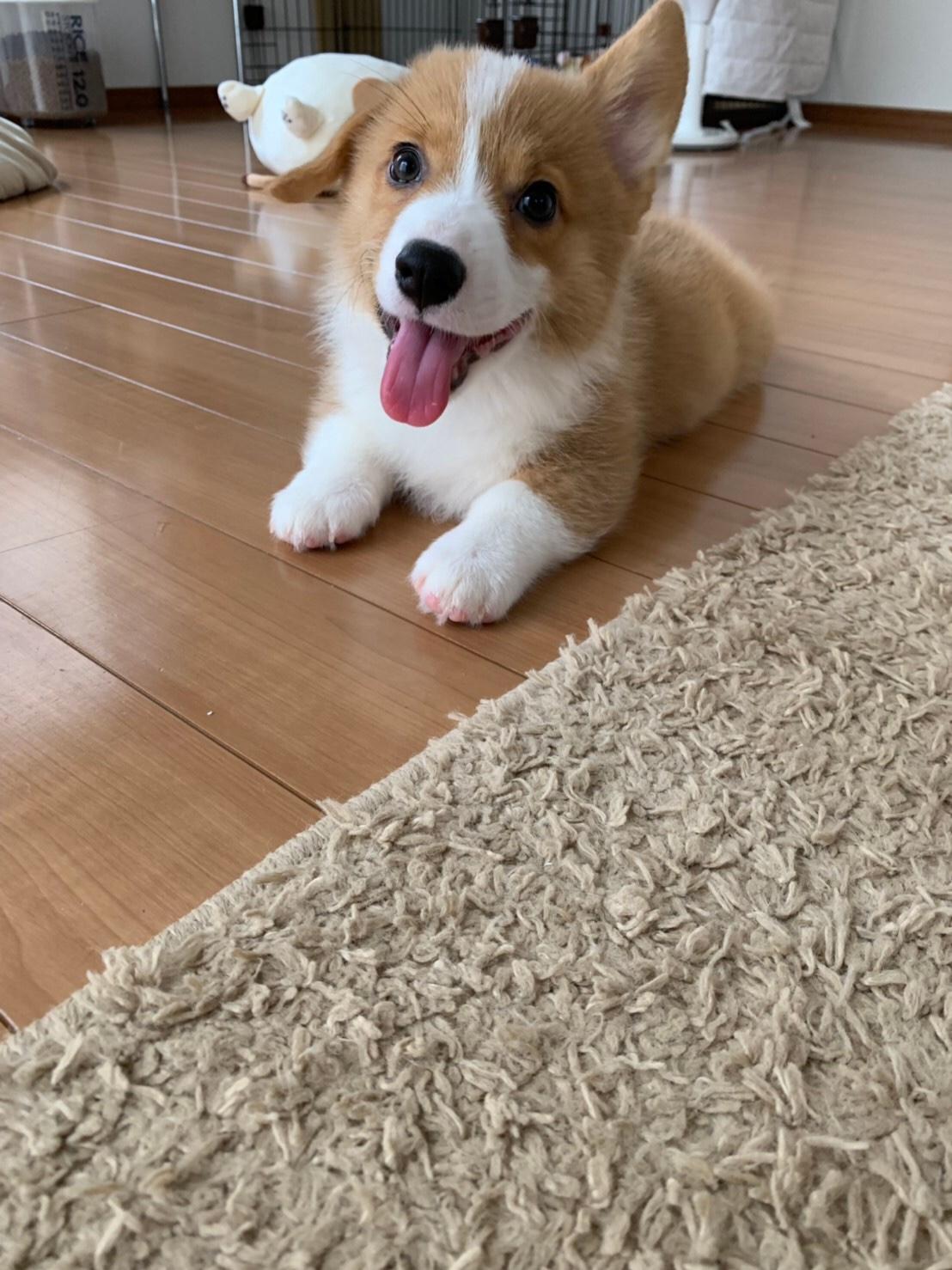 わんにゃんサイトの犬の写真