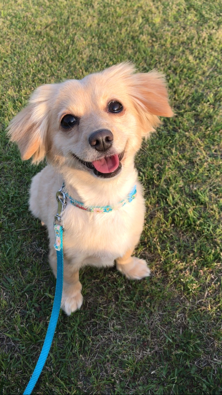 わんにゃんサイトの犬の写真