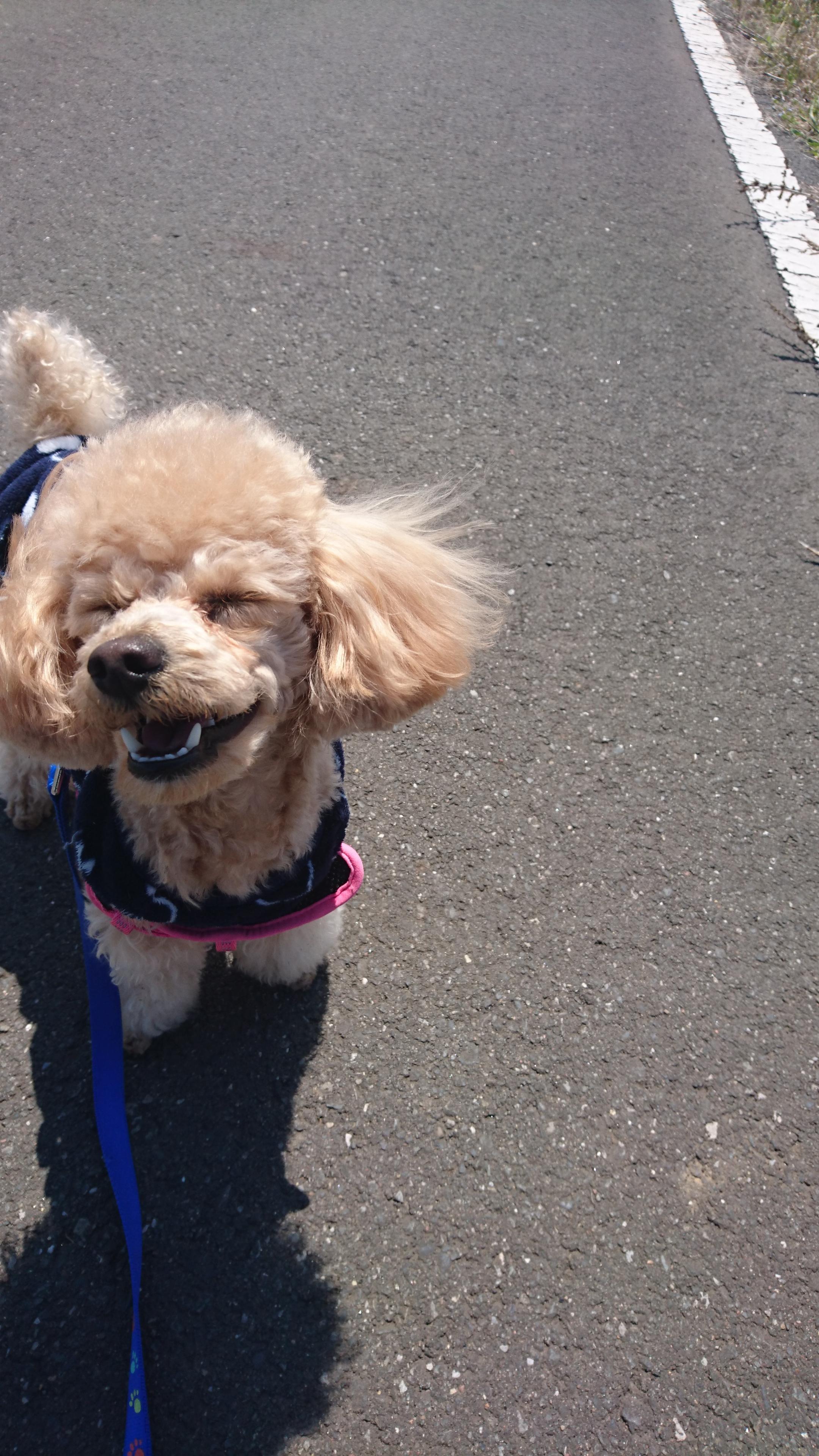 わんにゃんサイトの犬の写真