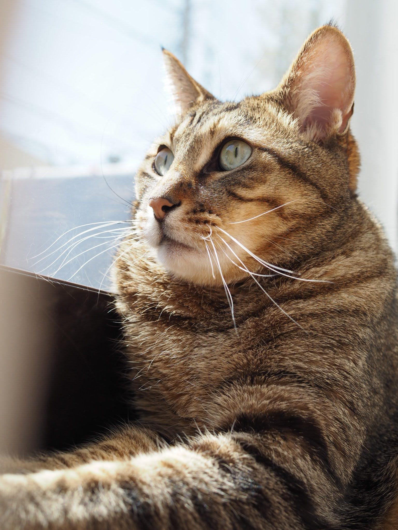 わんにゃんサイトの猫の写真