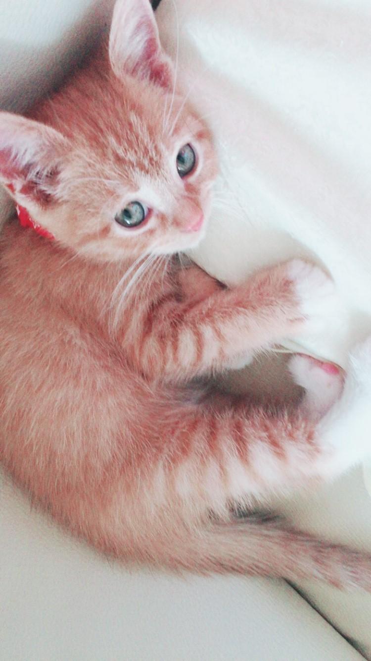 わんにゃんサイトの猫の写真