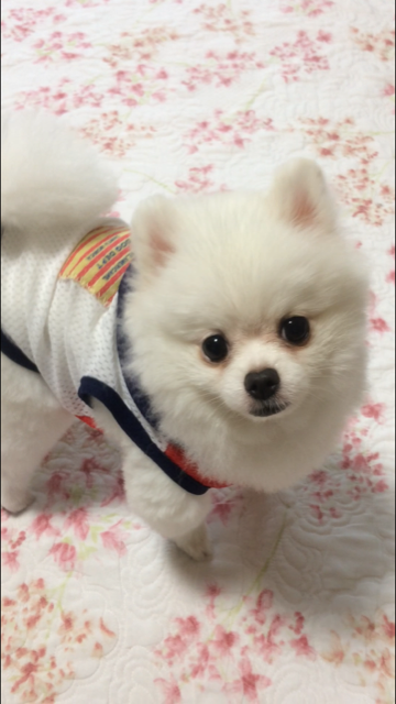 わんにゃんサイトの犬の写真