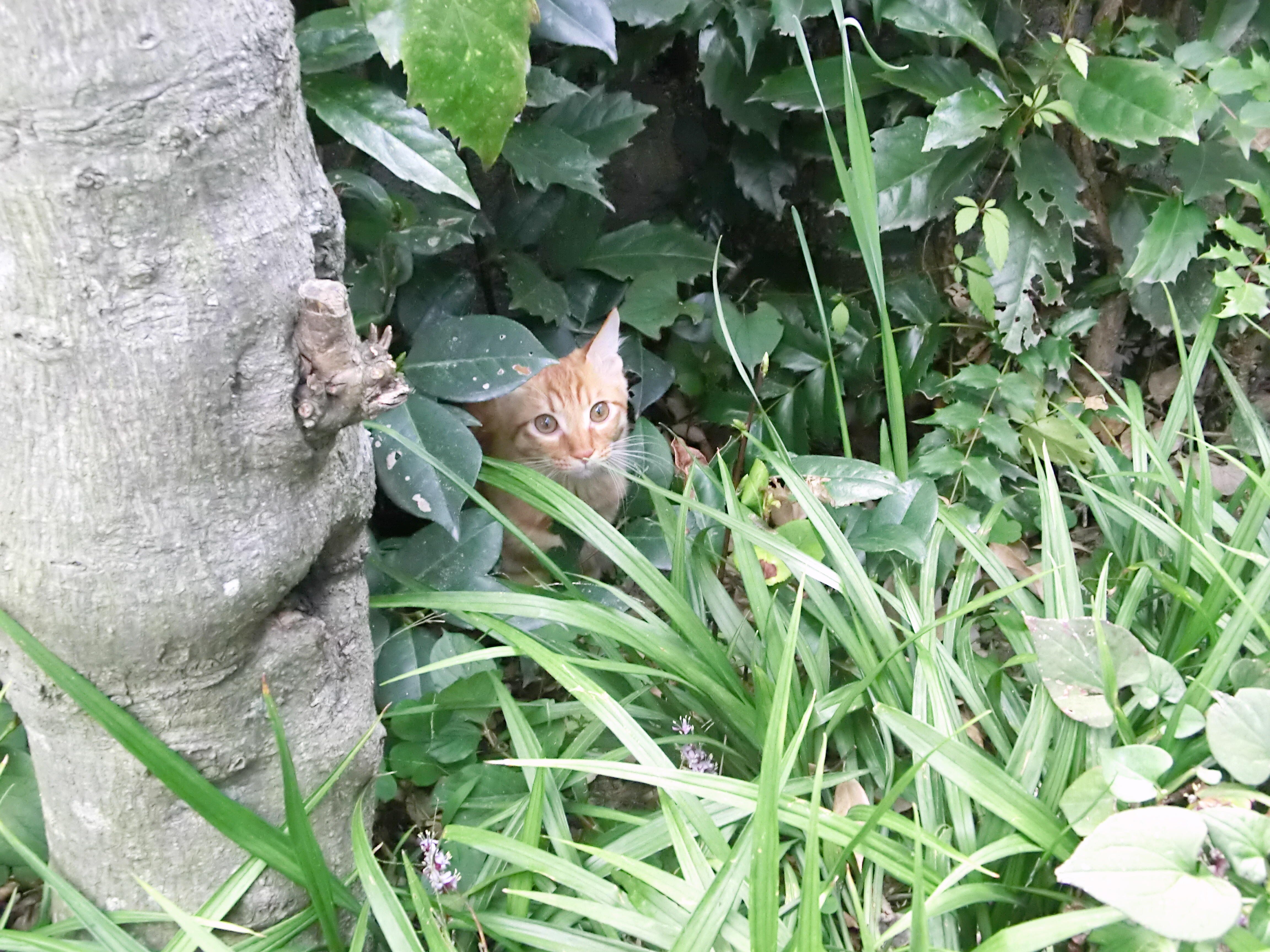 わんにゃんサイトの猫の写真