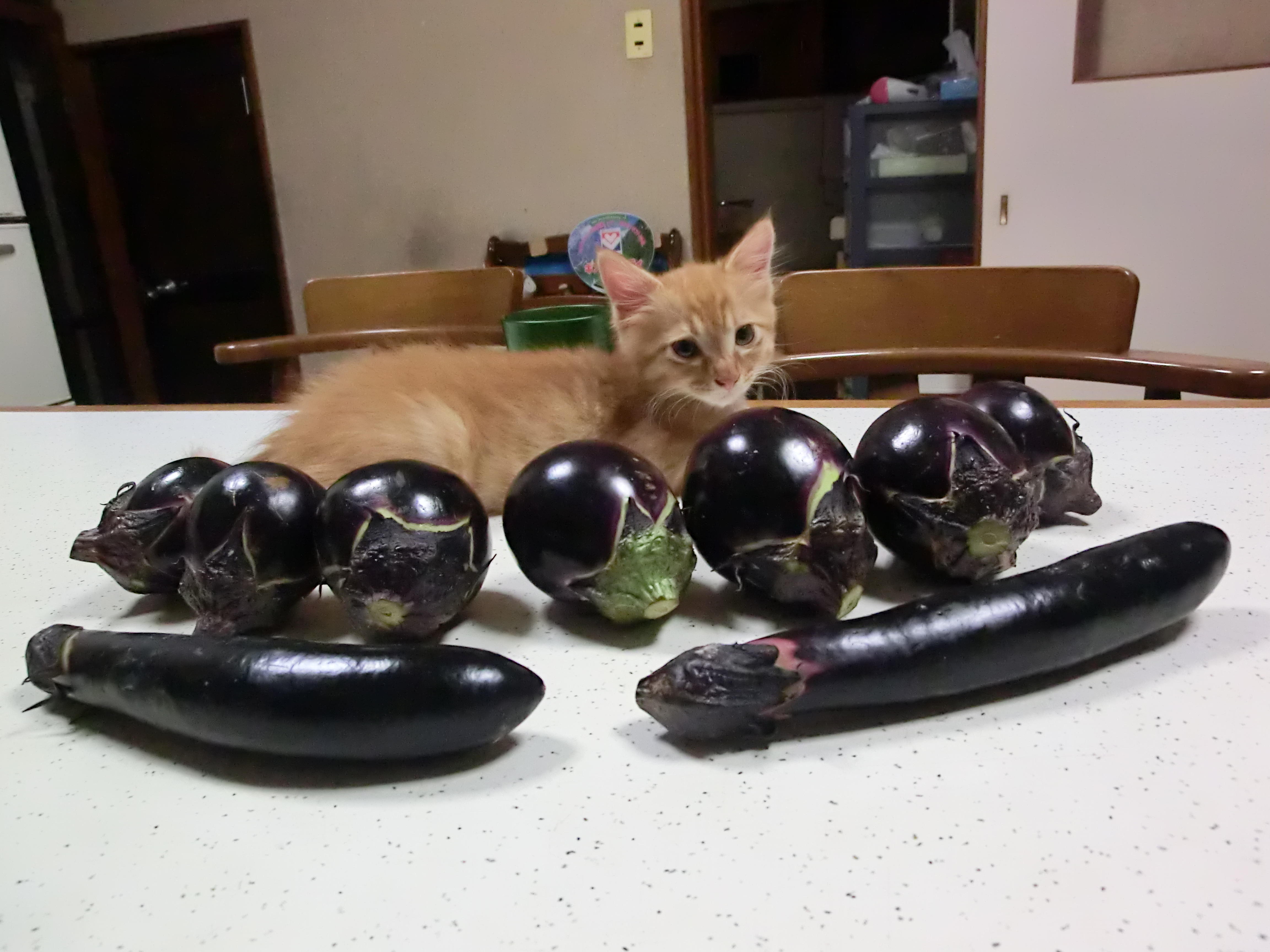 わんにゃんサイトの猫の写真