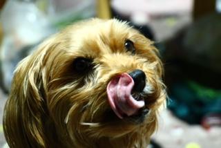 わんにゃんサイトの犬の写真