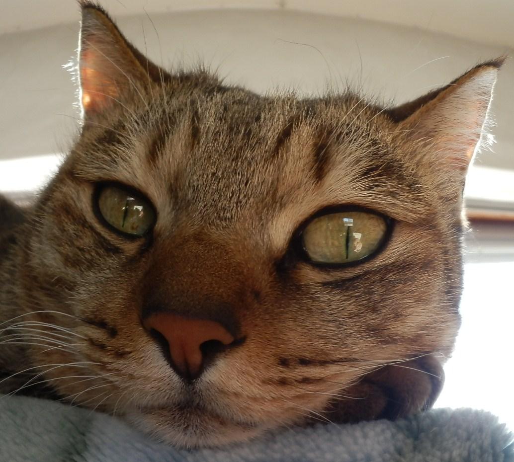 わんにゃんサイトの猫の写真