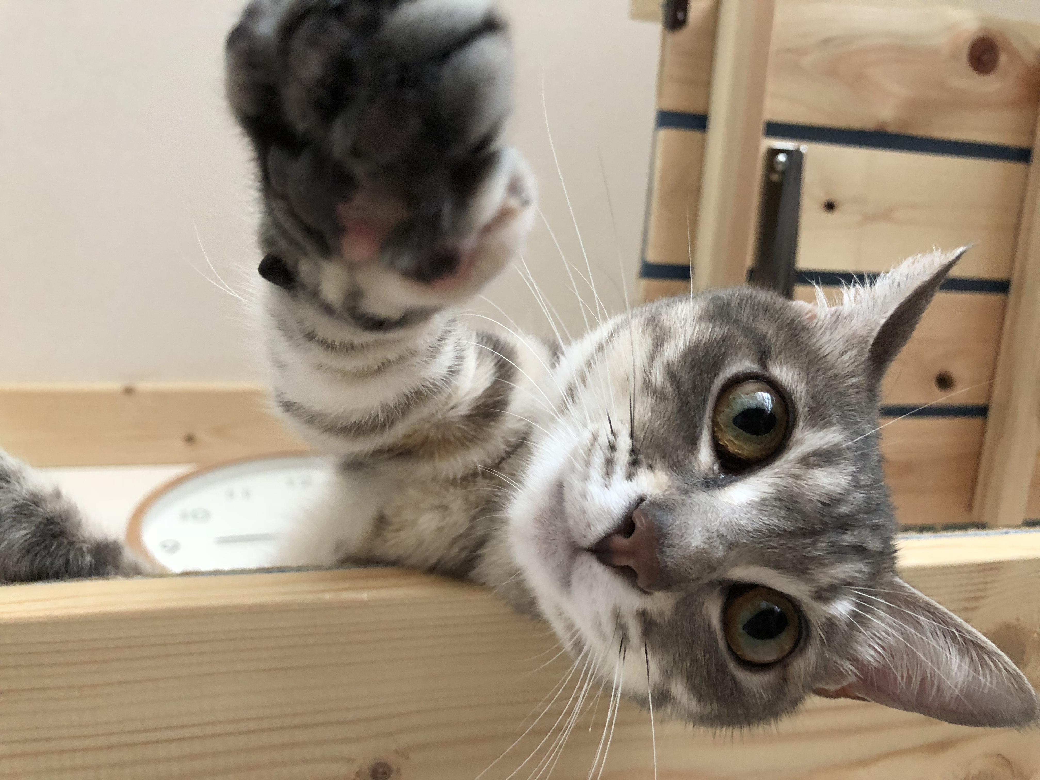 わんにゃんサイトの猫の写真