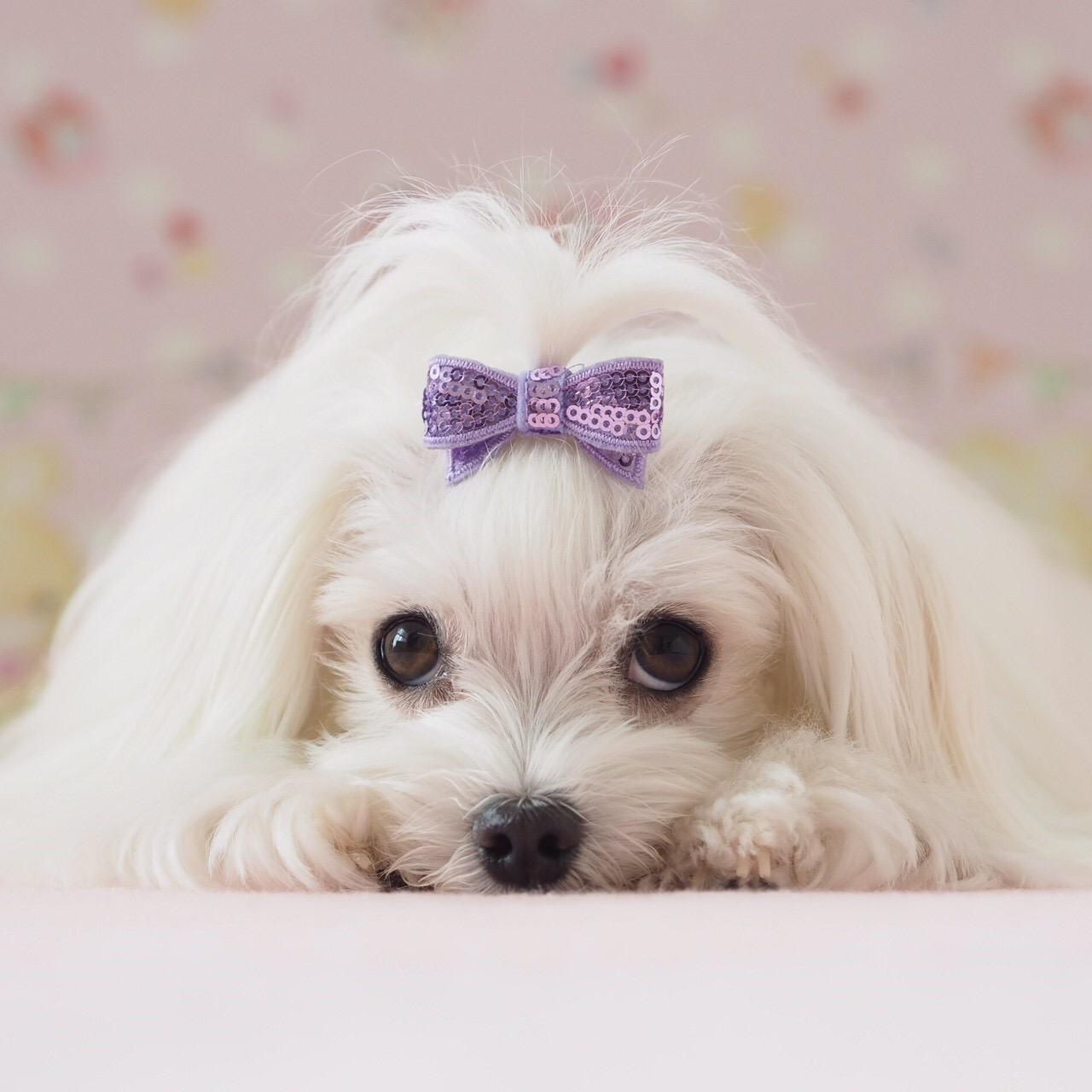 わんにゃんサイトの犬の写真