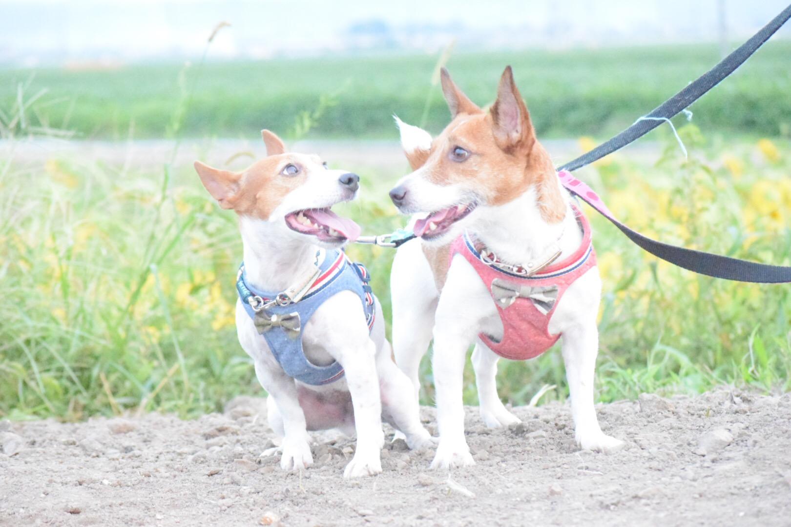 わんにゃんサイトの犬の写真