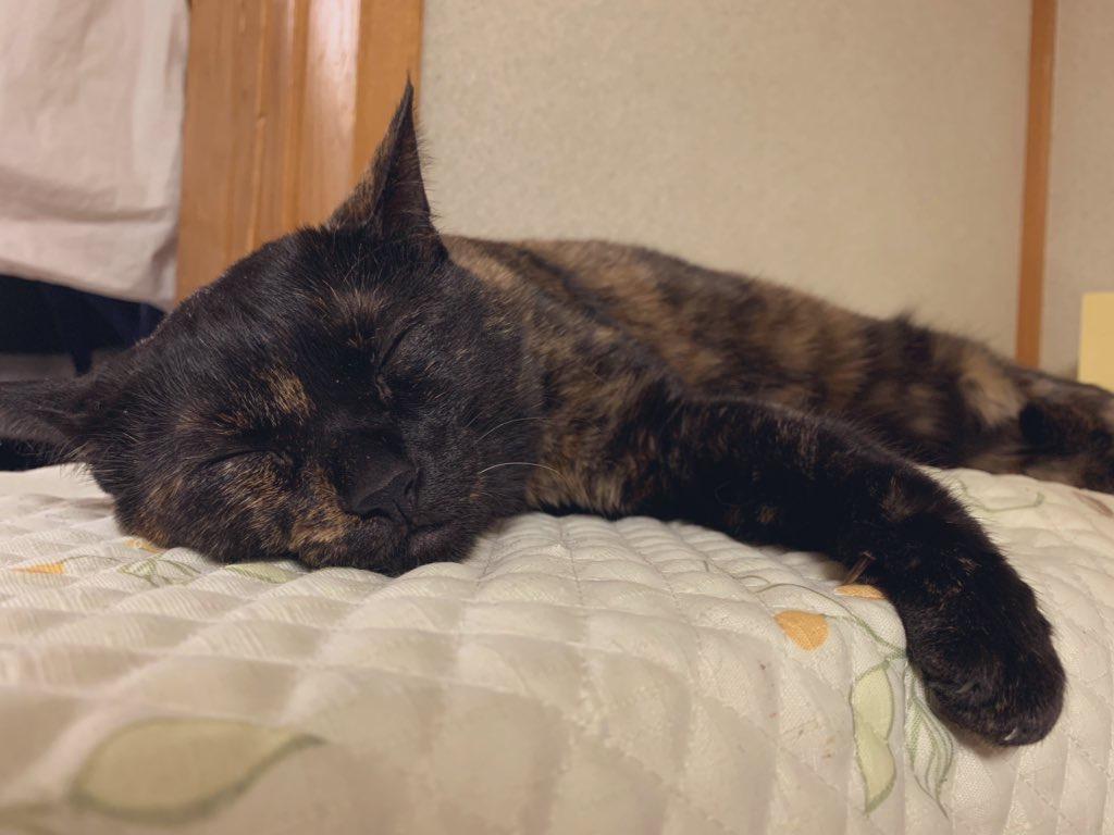 わんにゃんサイトの猫の写真