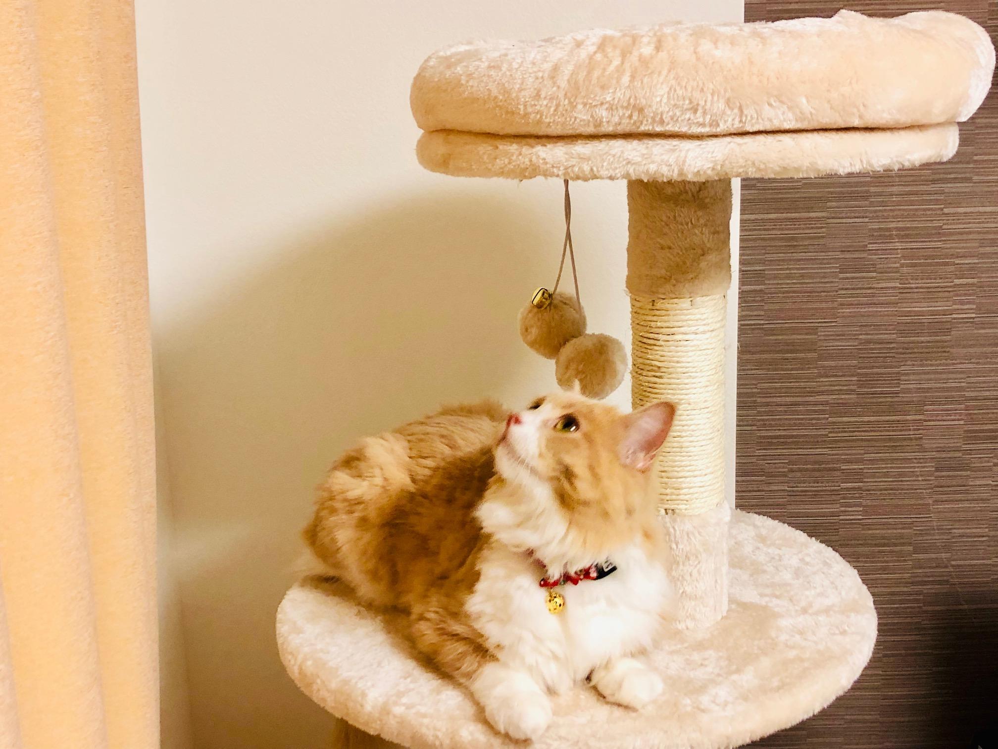 わんにゃんサイトの猫の写真