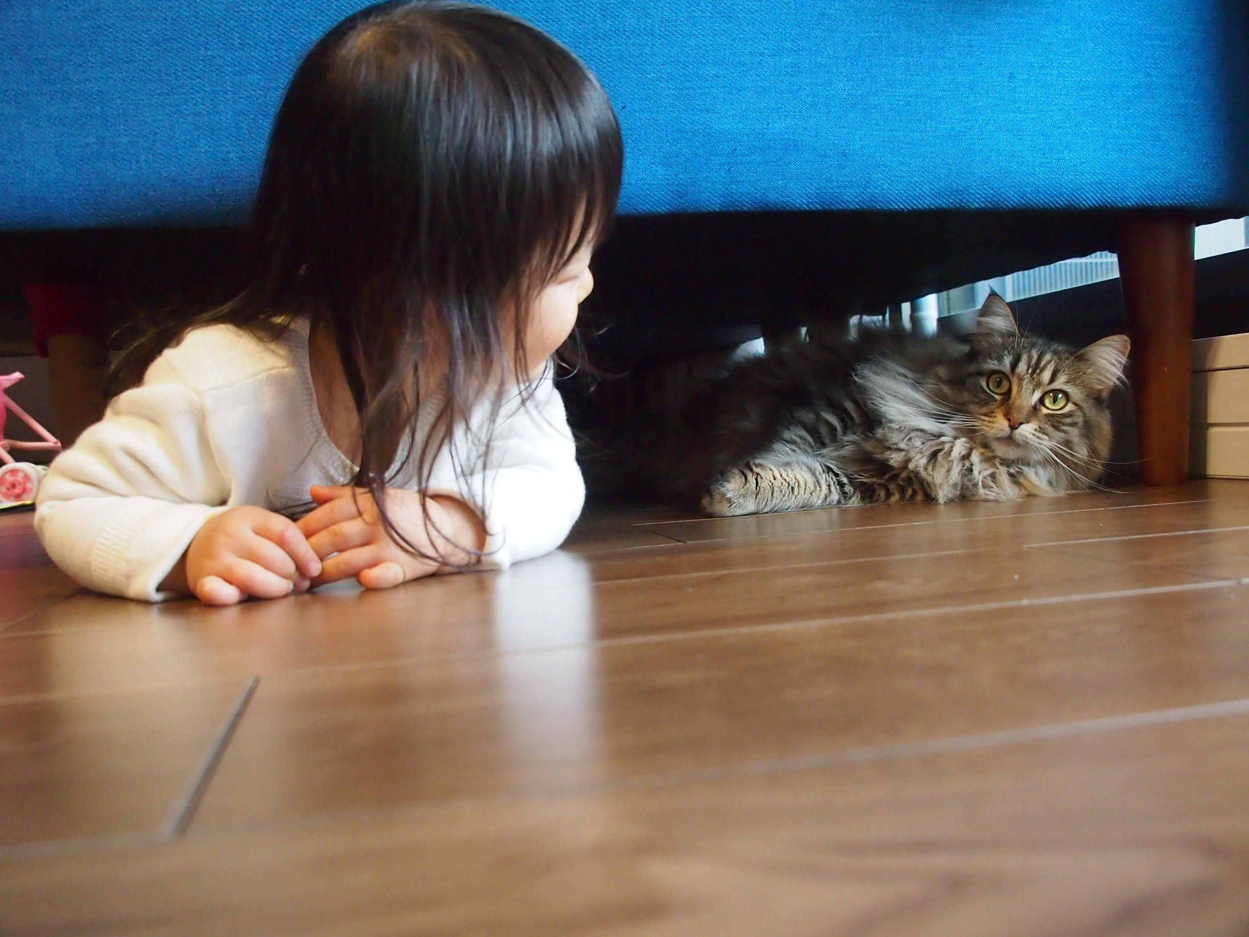 わんにゃんサイトの猫の写真