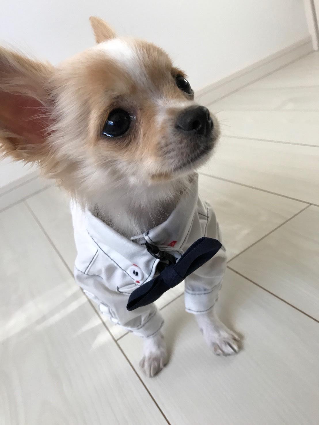 わんにゃんサイトの犬の写真