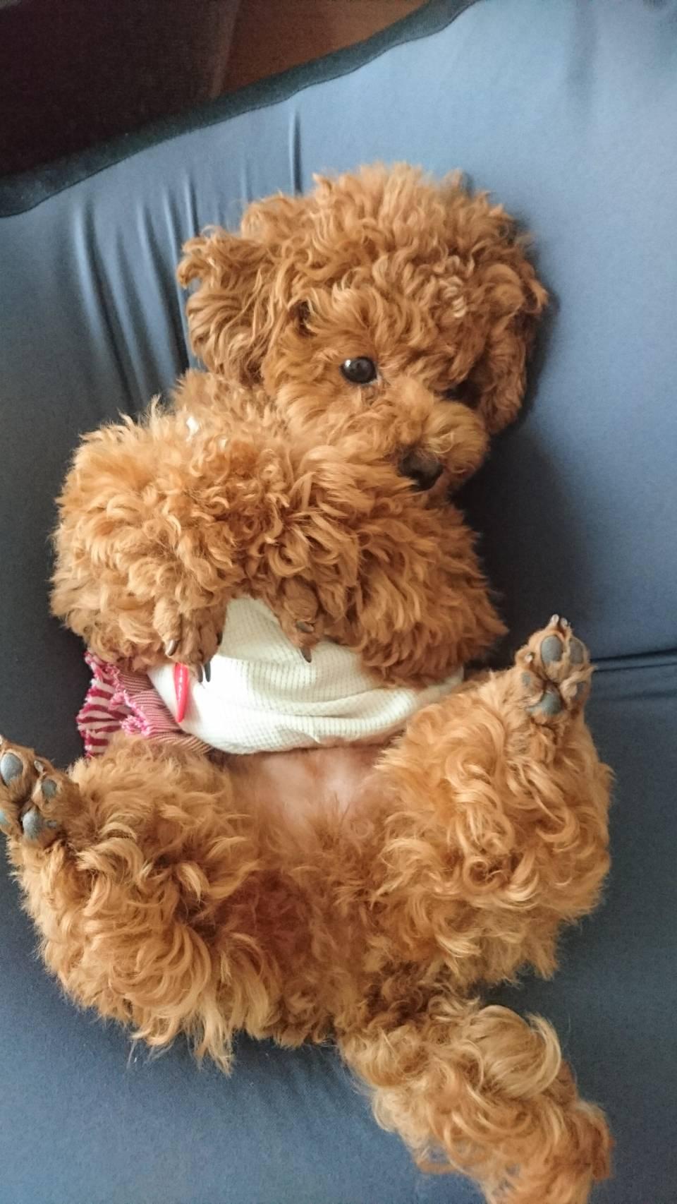 わんにゃんサイトの犬の写真